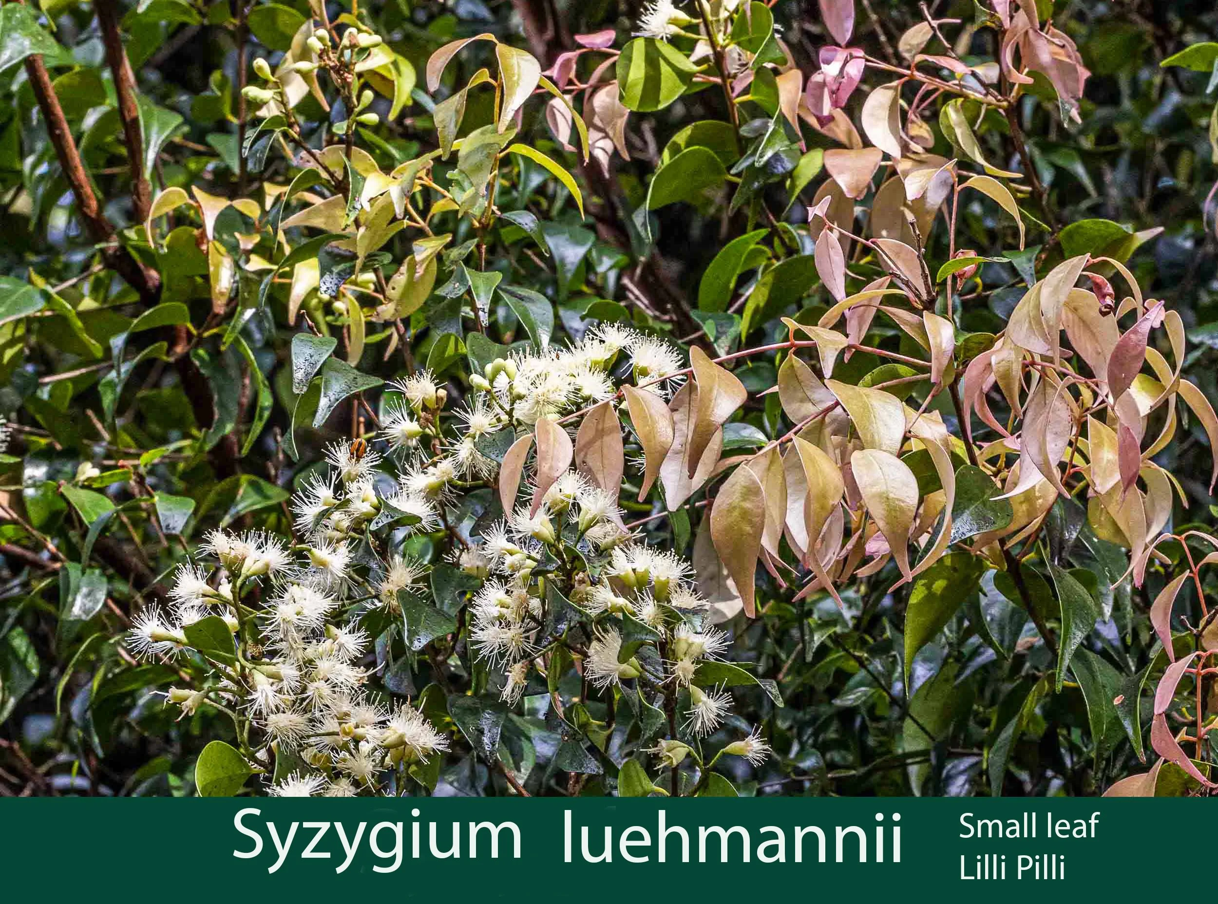 Syzygium sp 1_.jpg