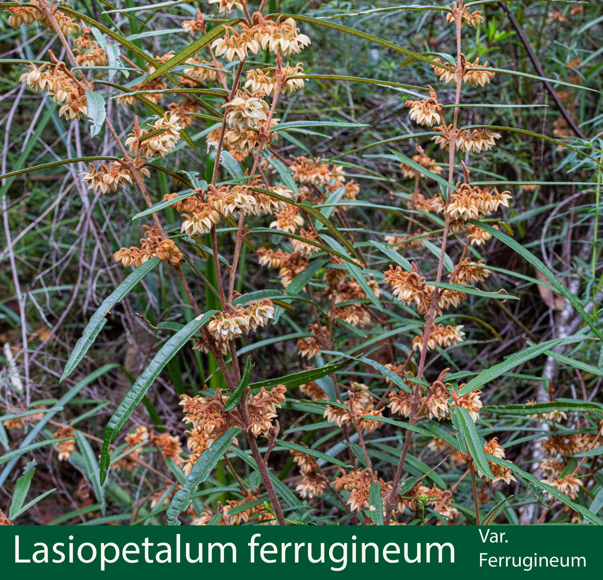 Lasiopetalum  ferrugineum var ferrugineum 2-261A0832 copy.jpg