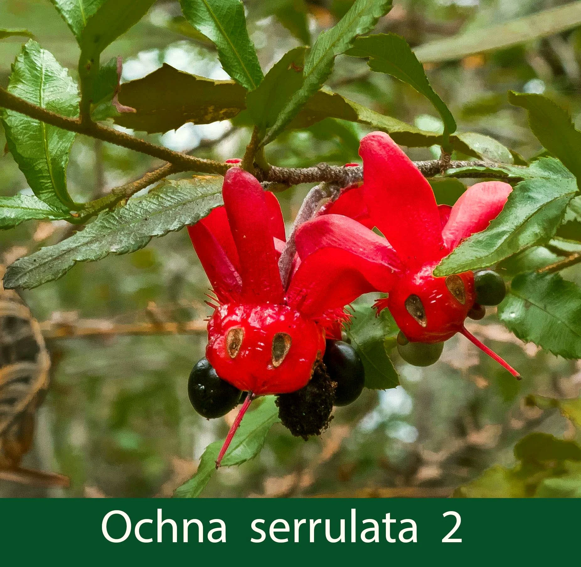 Ochna serrulata 2  Mickey mouse plant.jpg