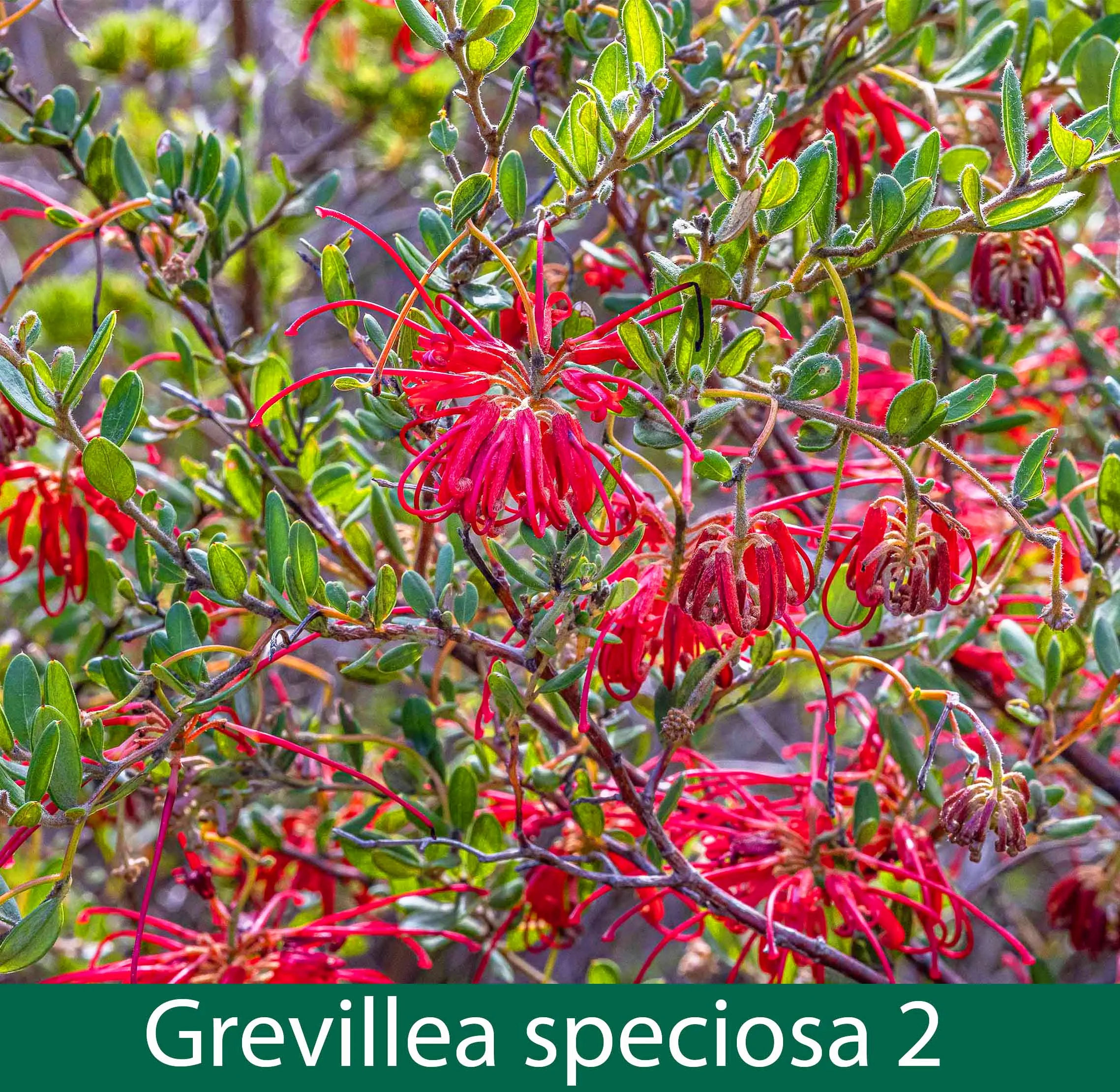 Grevillea speciosa 2_.jpg