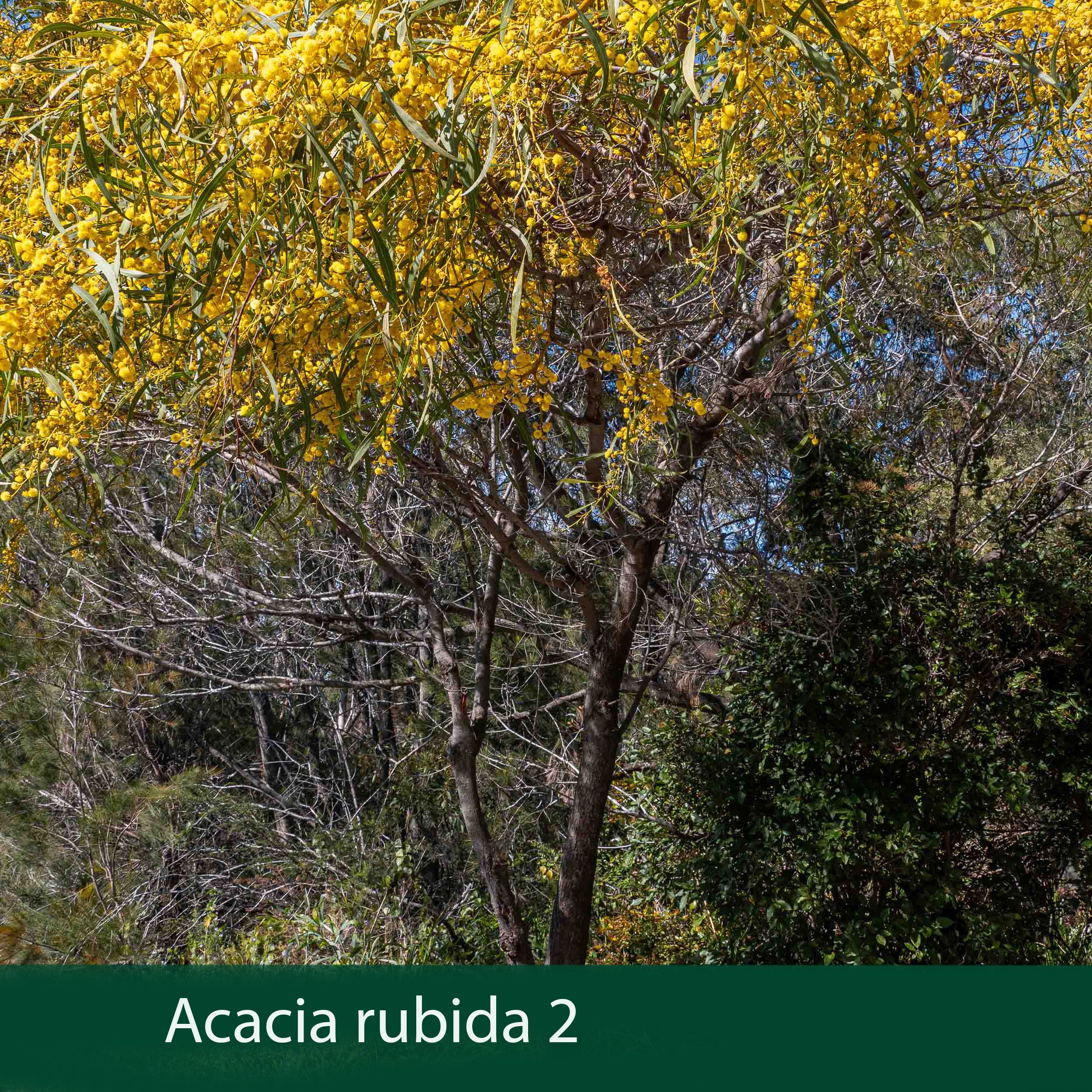 Acacia rubida 2 .jpg