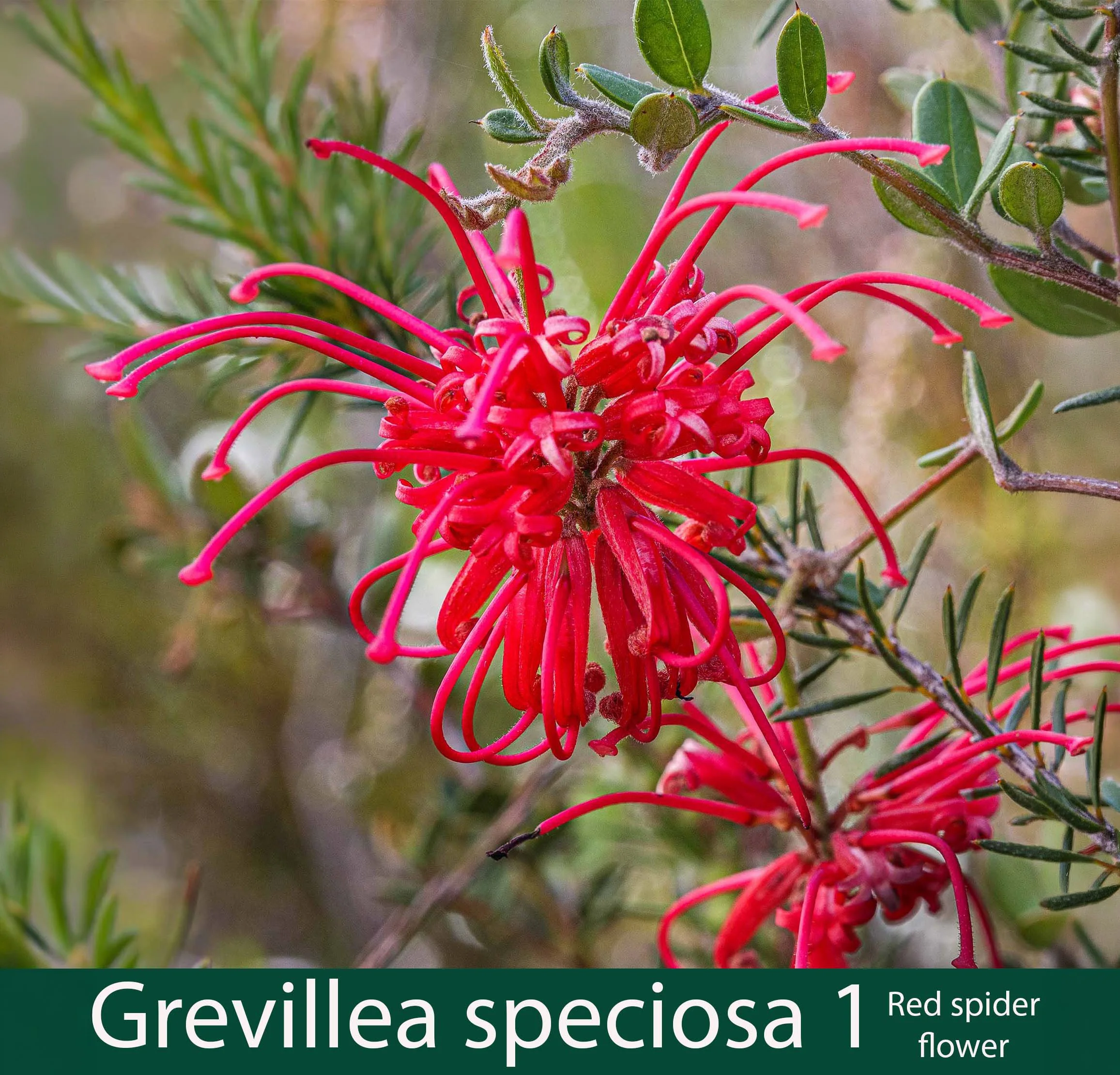 Grevillea speciosa 1  Red spider flower_.jpg