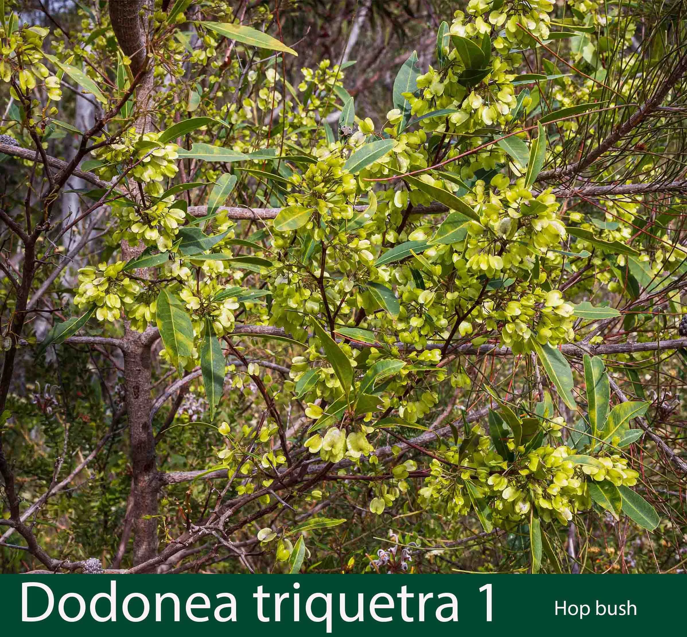 Dodonaea triquetra 2    hop bush_.jpg