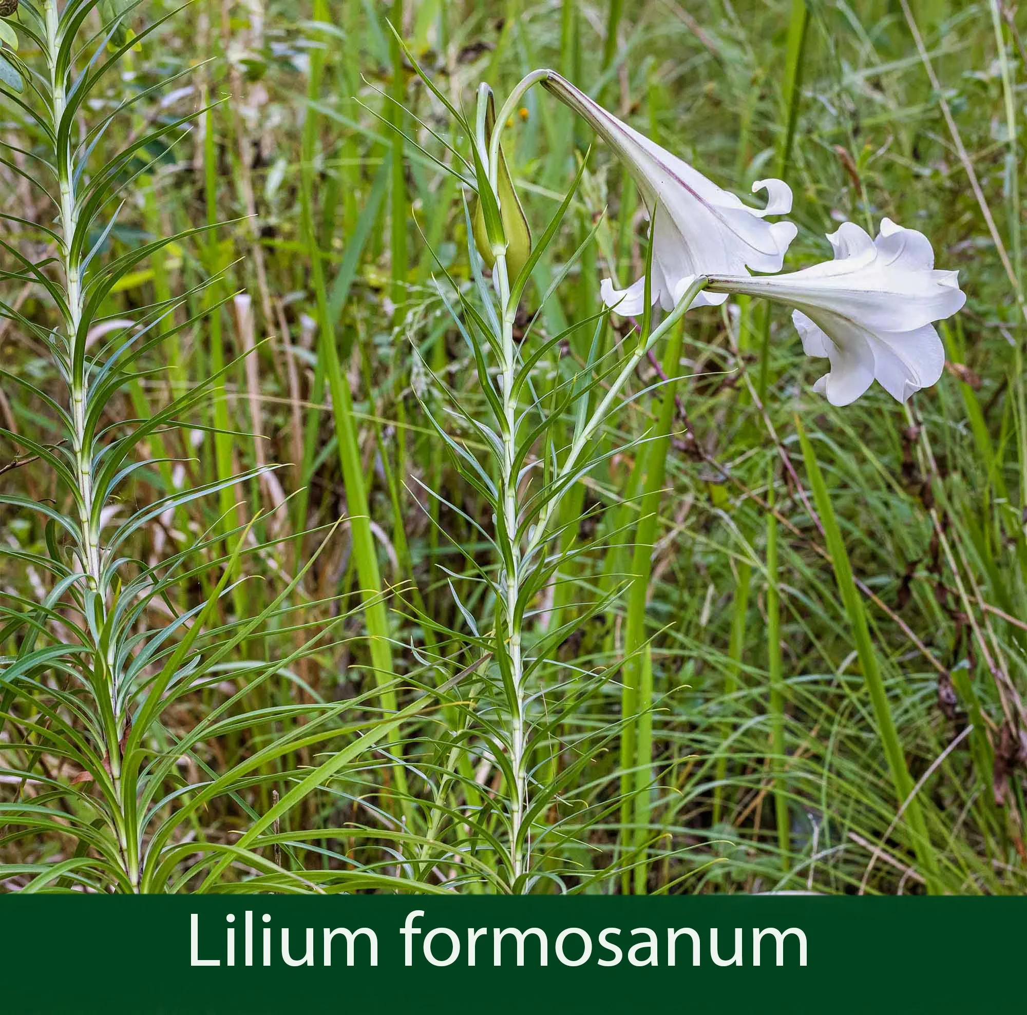 Lilium formosanum 1_.jpg