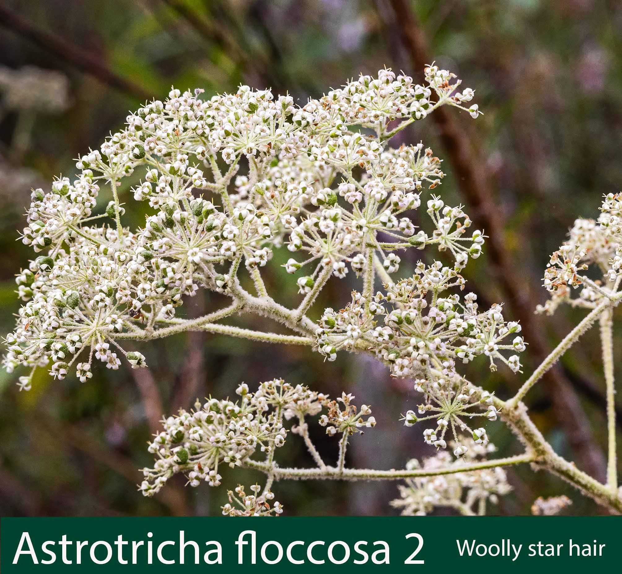Asrrotricha floccosa 2  woolly star hair.jpg
