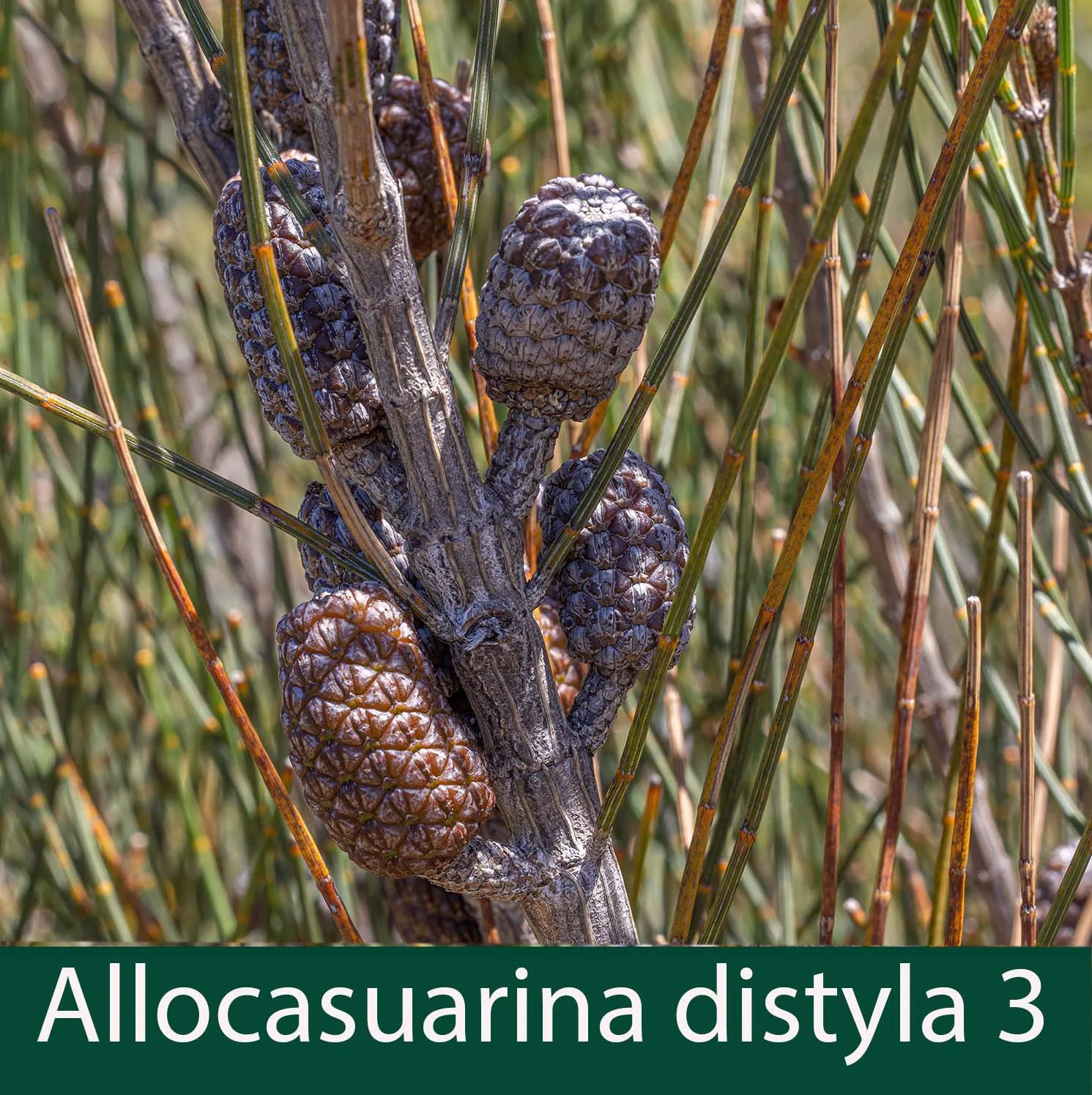 Allocasuarina distyla 3_.jpg