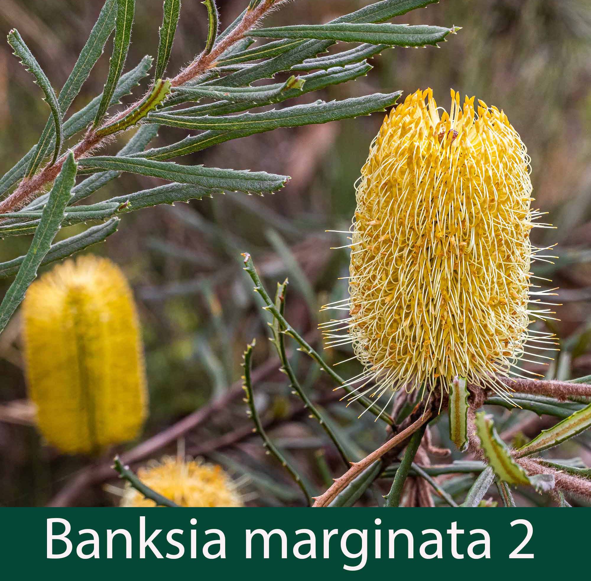 Banksia marginata 2_.jpg