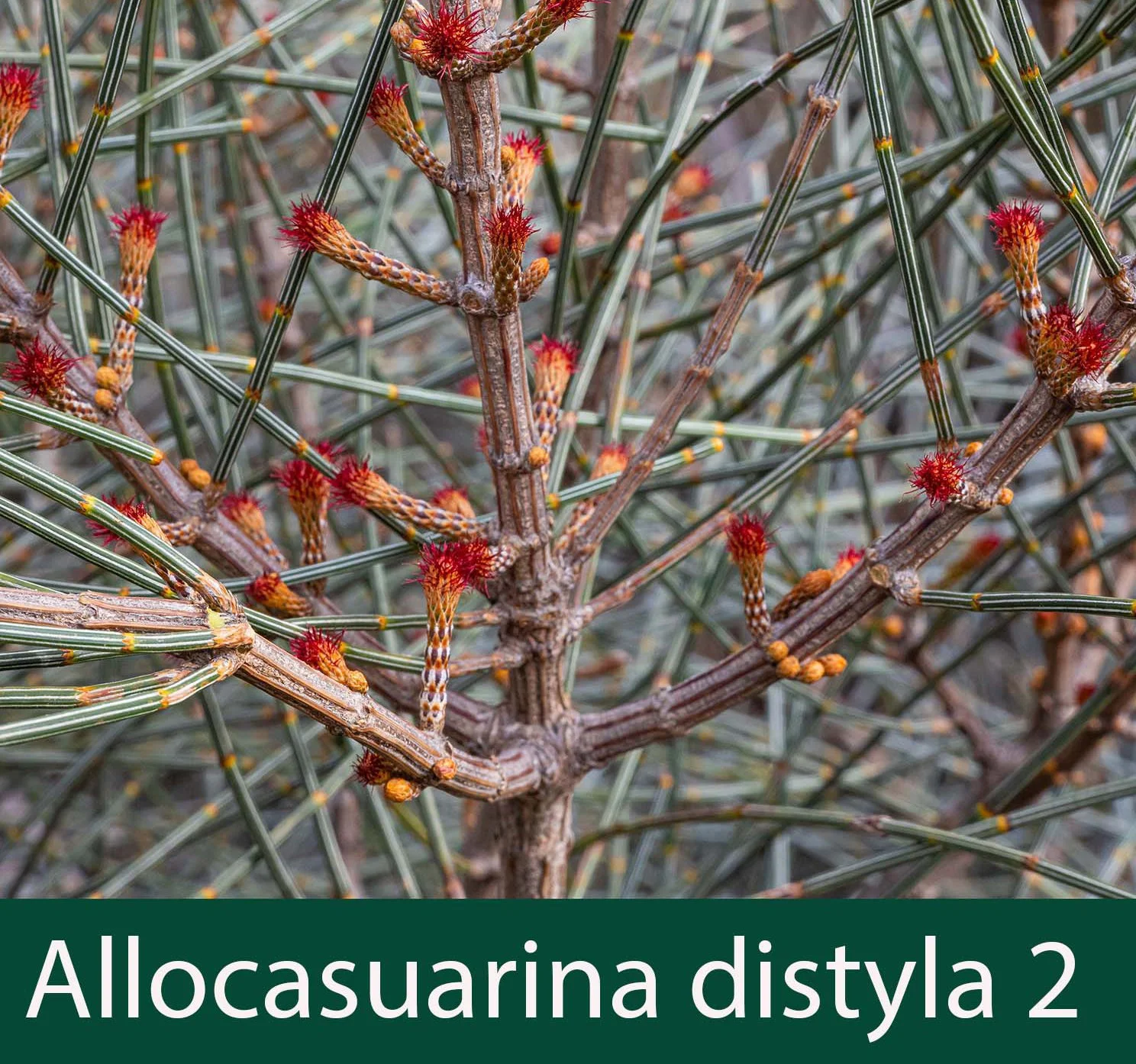 Allocasuarina distyla 2_.jpg