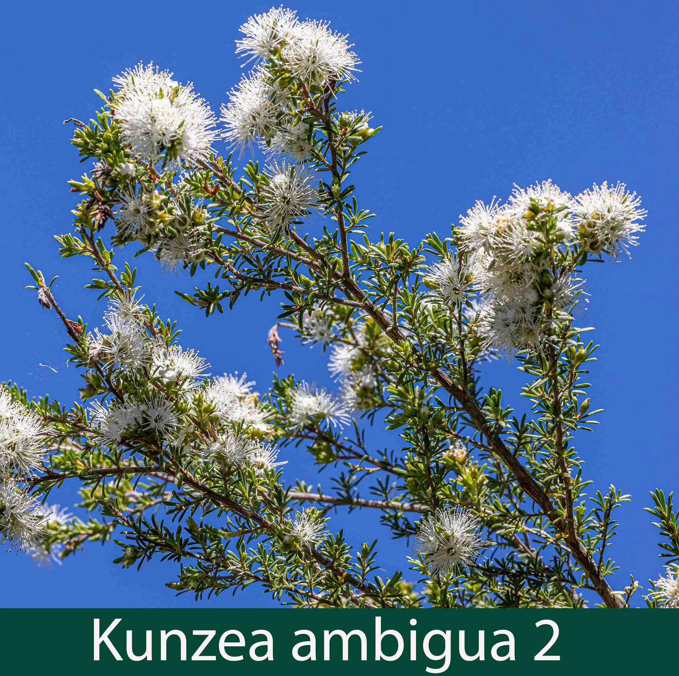 Kunzea ambigua 2_.jpg