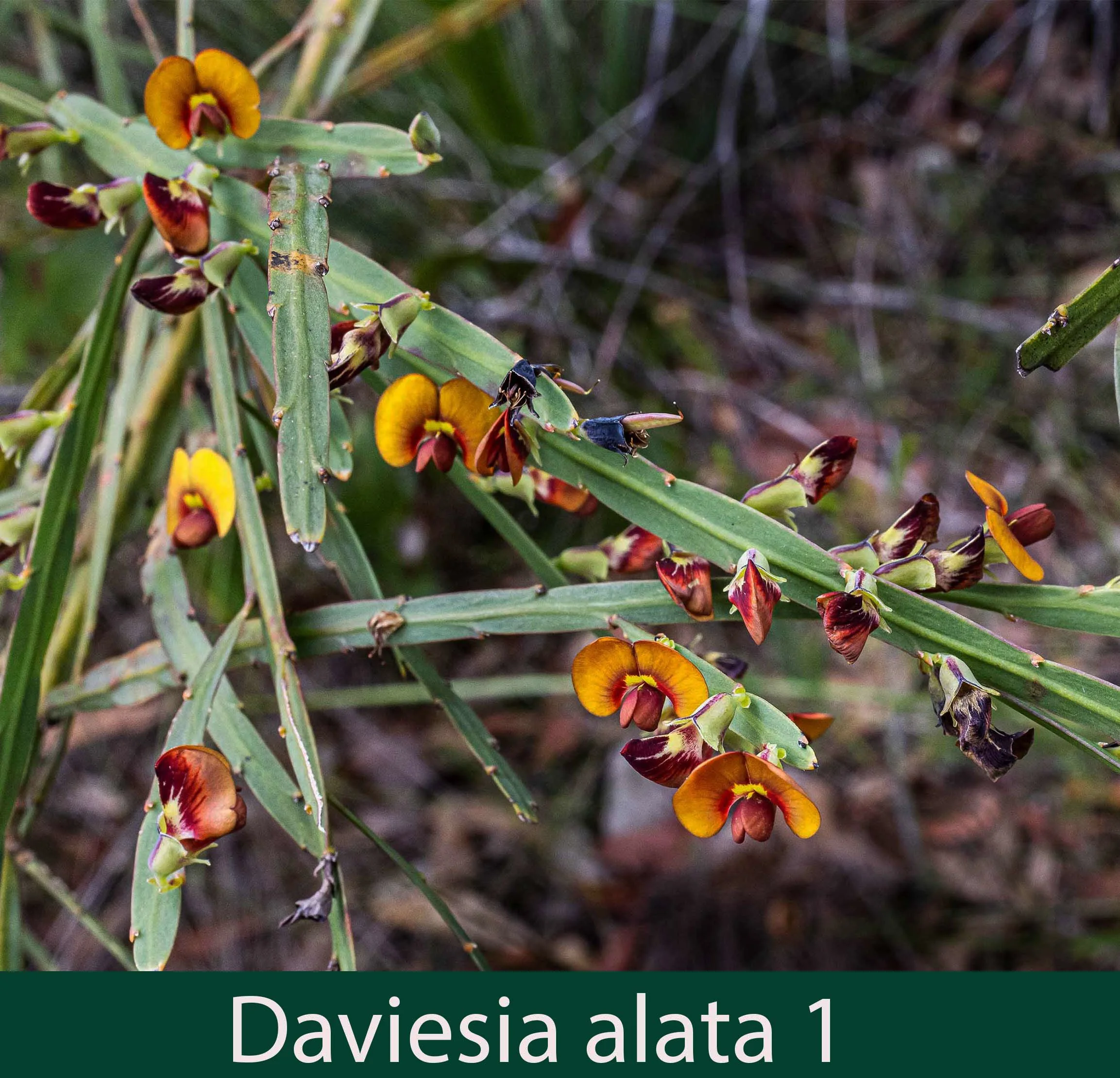 Daviesia alata 1_.jpg