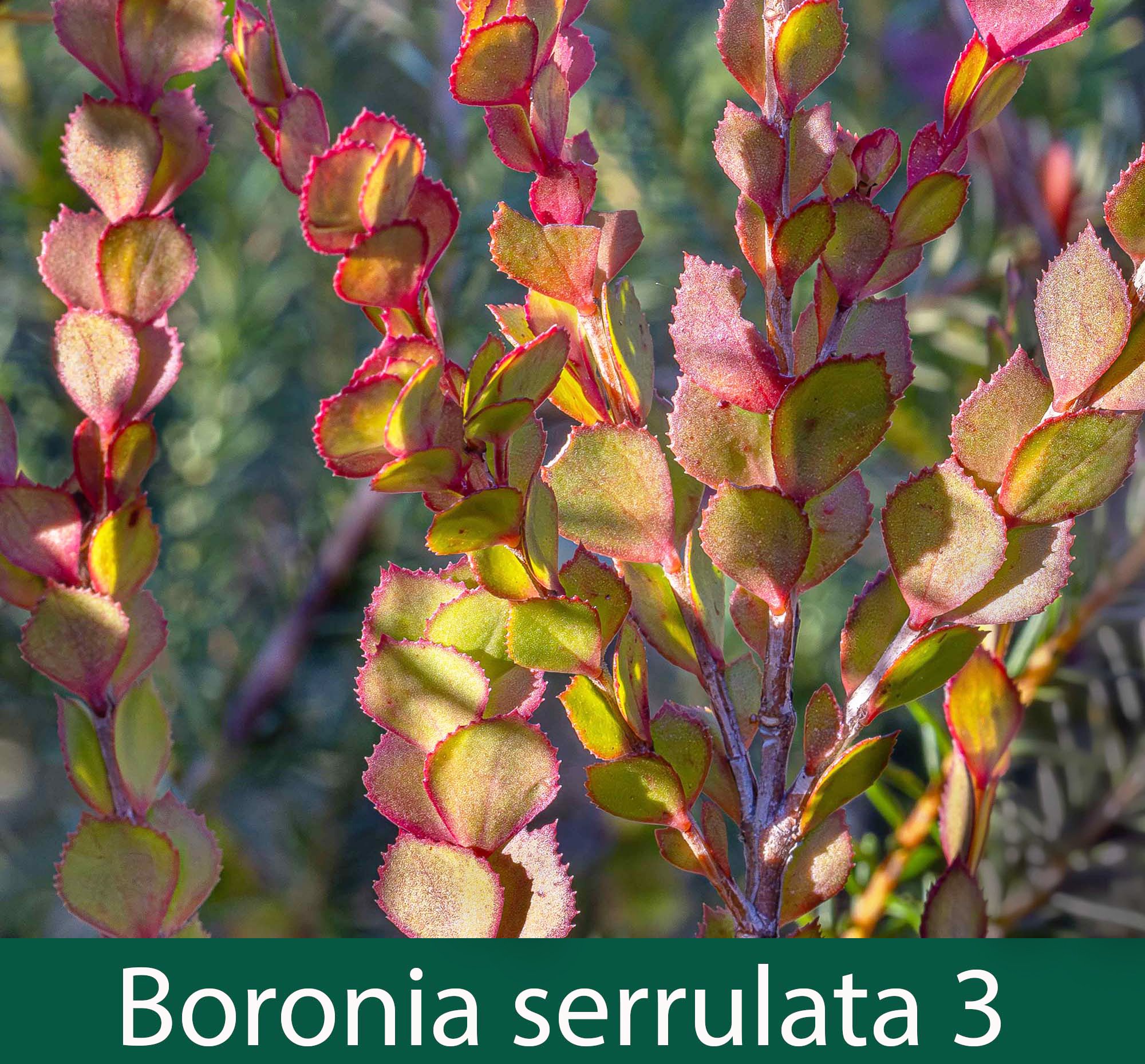 Boronia serrulata 3.jpg