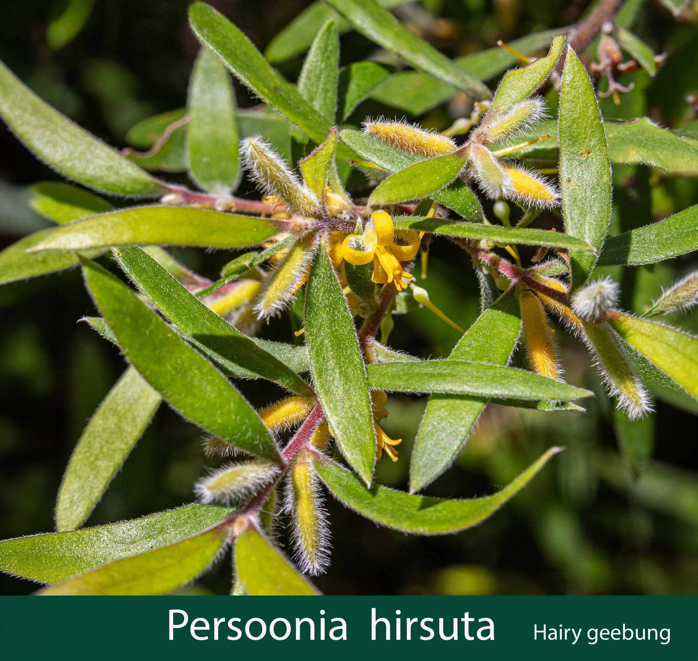 Persoonia hirsuta 1.jpg