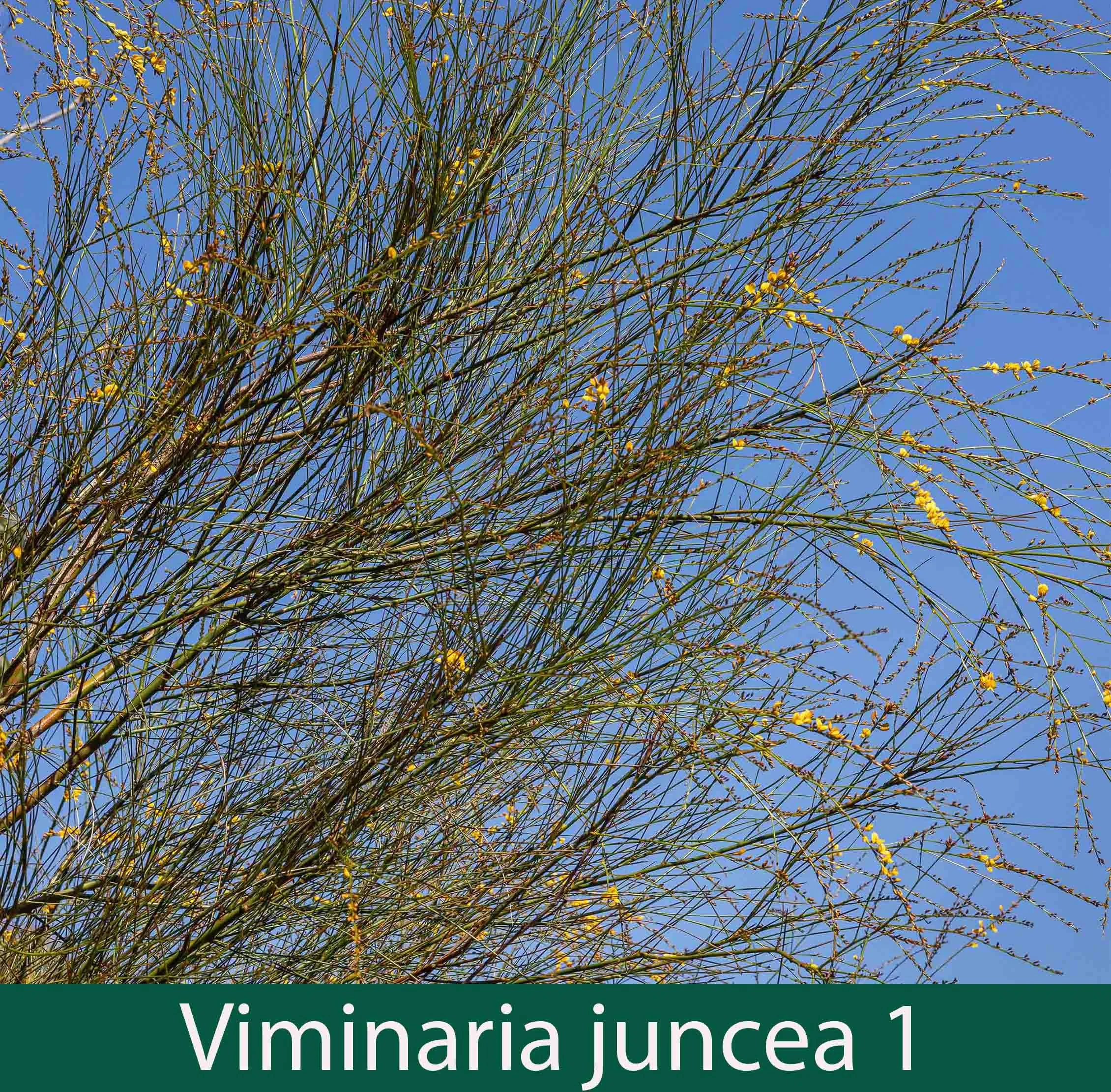 Viminaria juncea 1_.jpg
