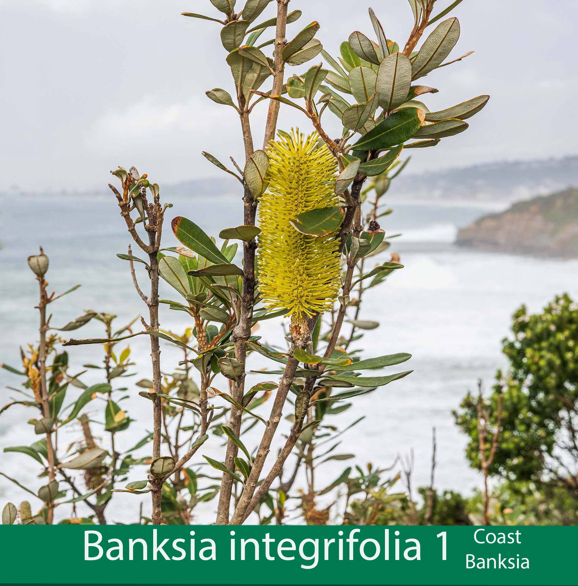 Banksia integrifolia 1  Coast Banksia.jpg