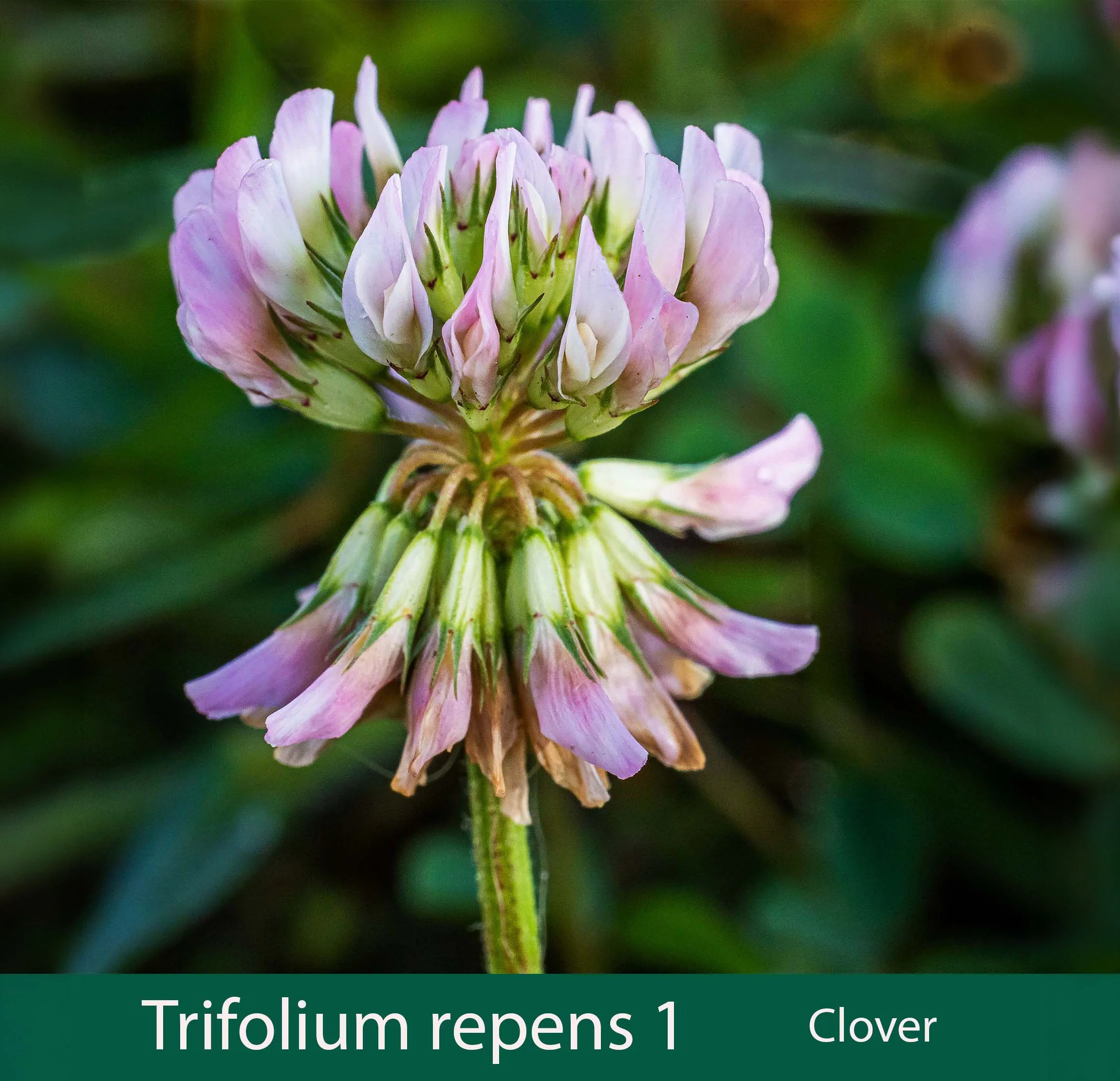 Trifolium repens 1  clover.jpg
