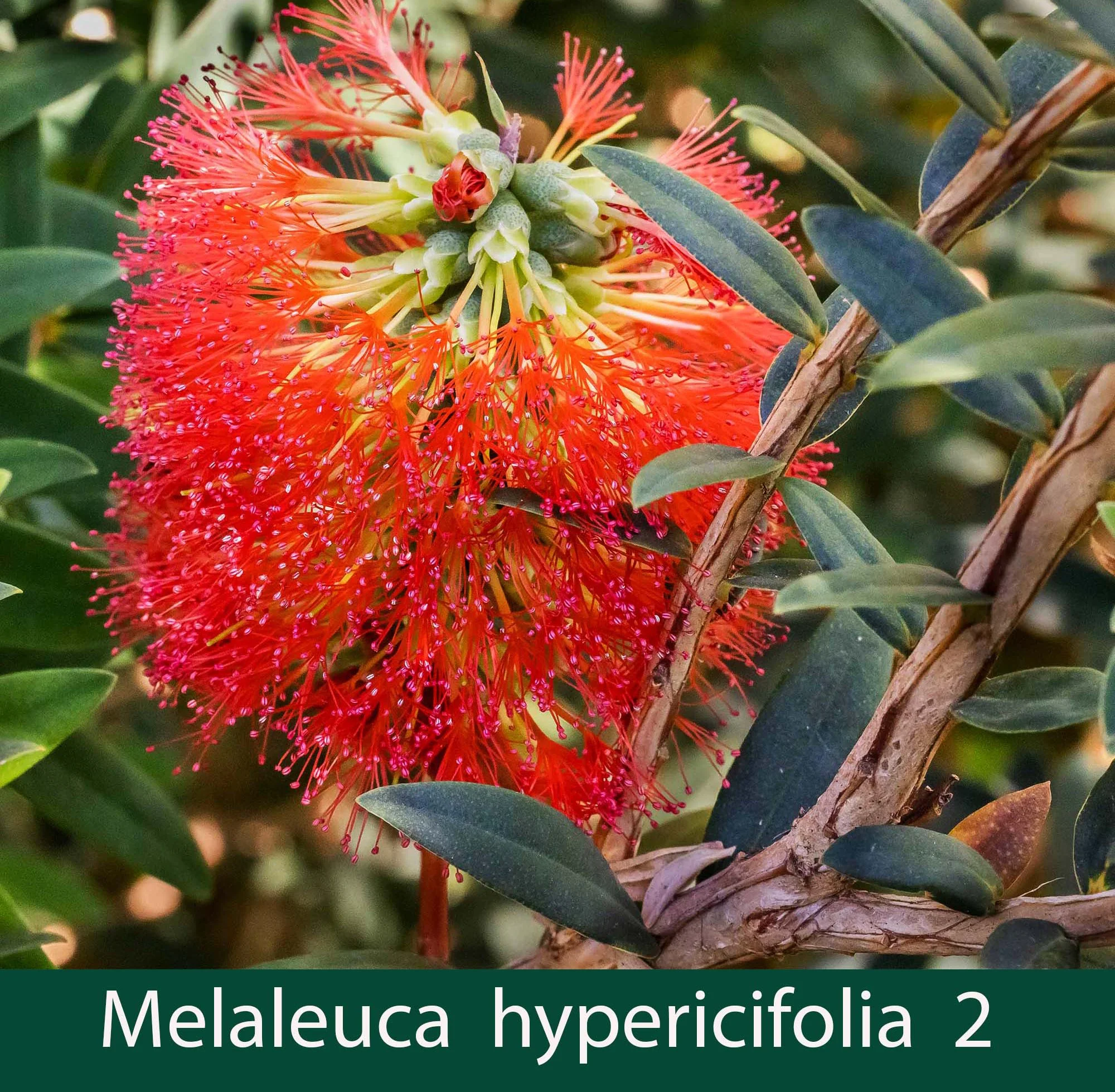 Melaleuca hypericifolia 2_.jpg