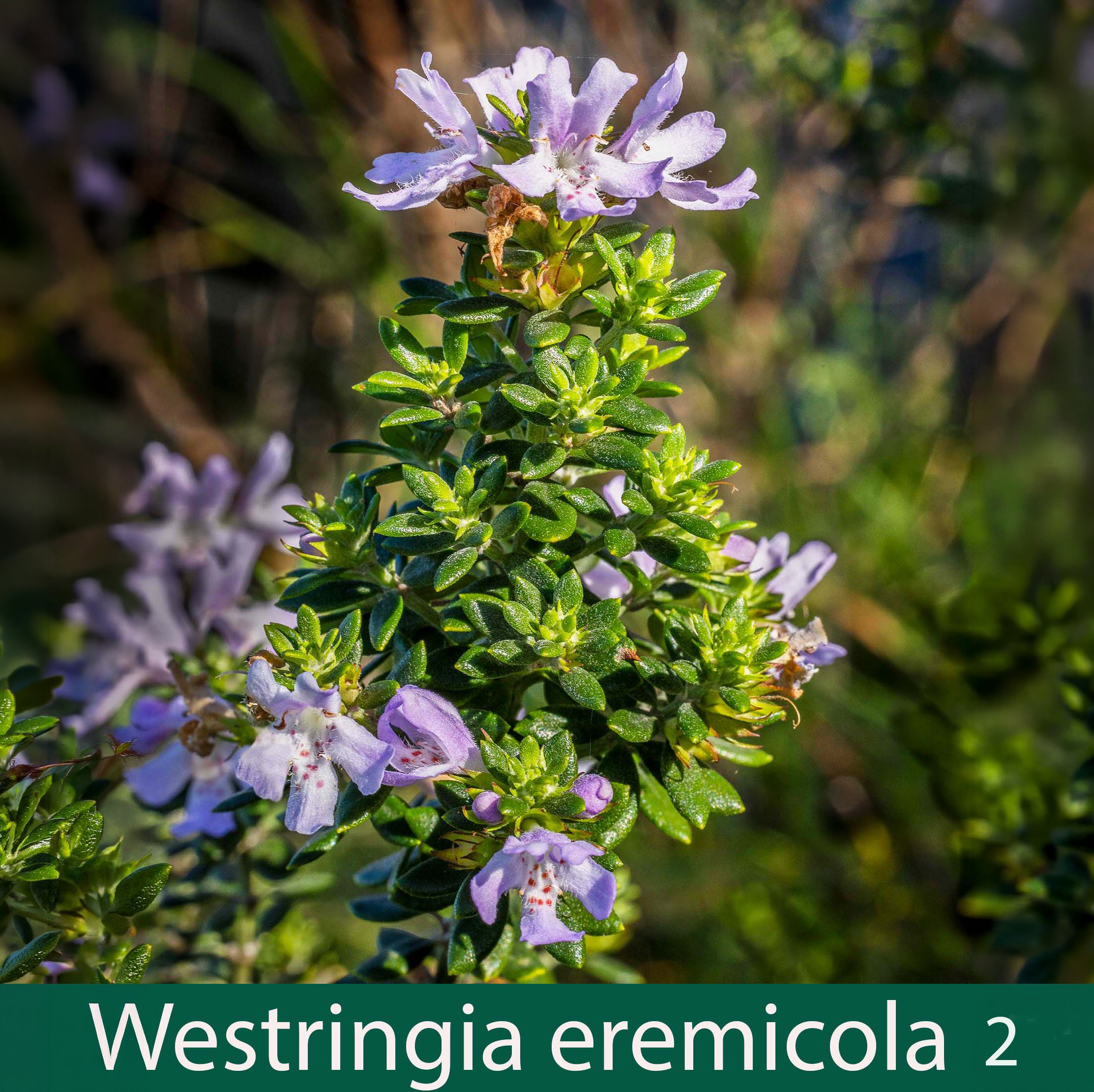 Westringia eremicola 2_.jpg