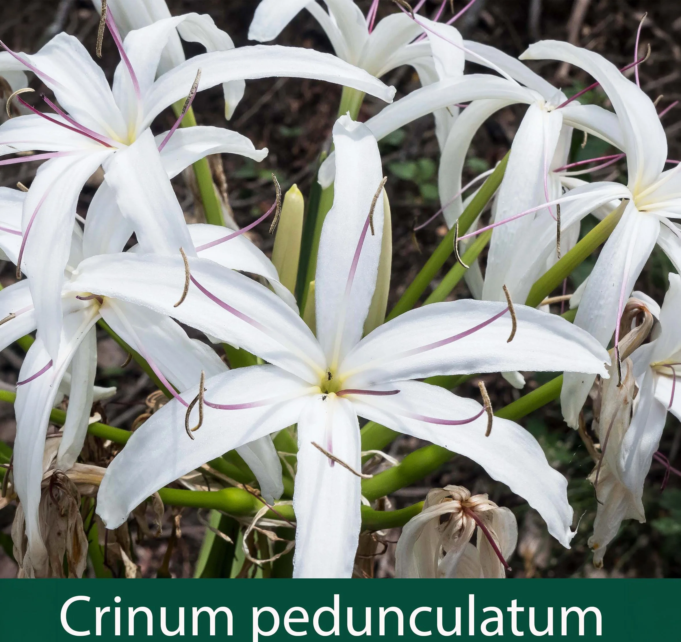 Crinum pedunculatum 1_.jpg