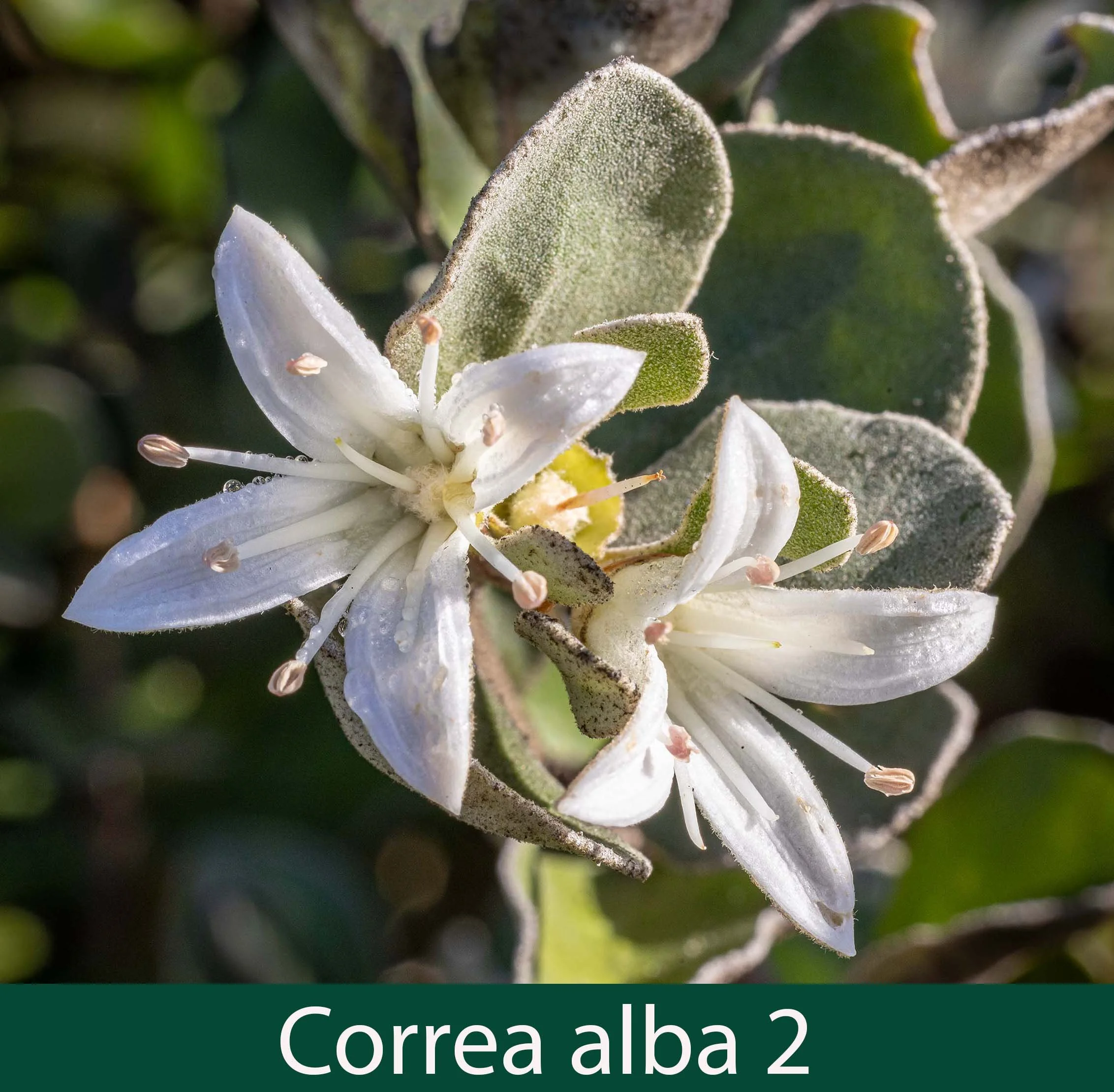 Correa alba 2_.jpg