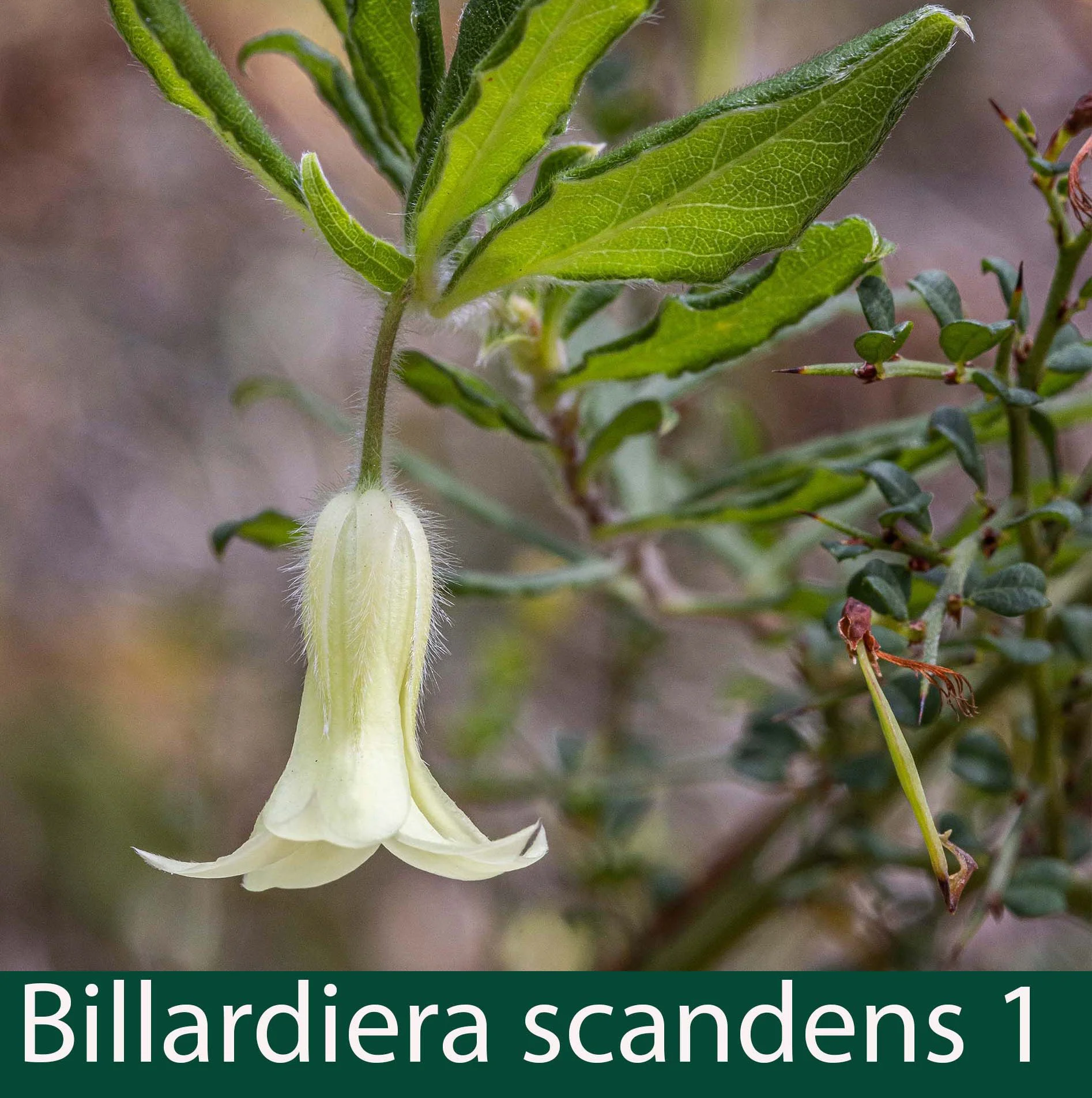 Billardiera scandens 1   Apple-berry.jpg