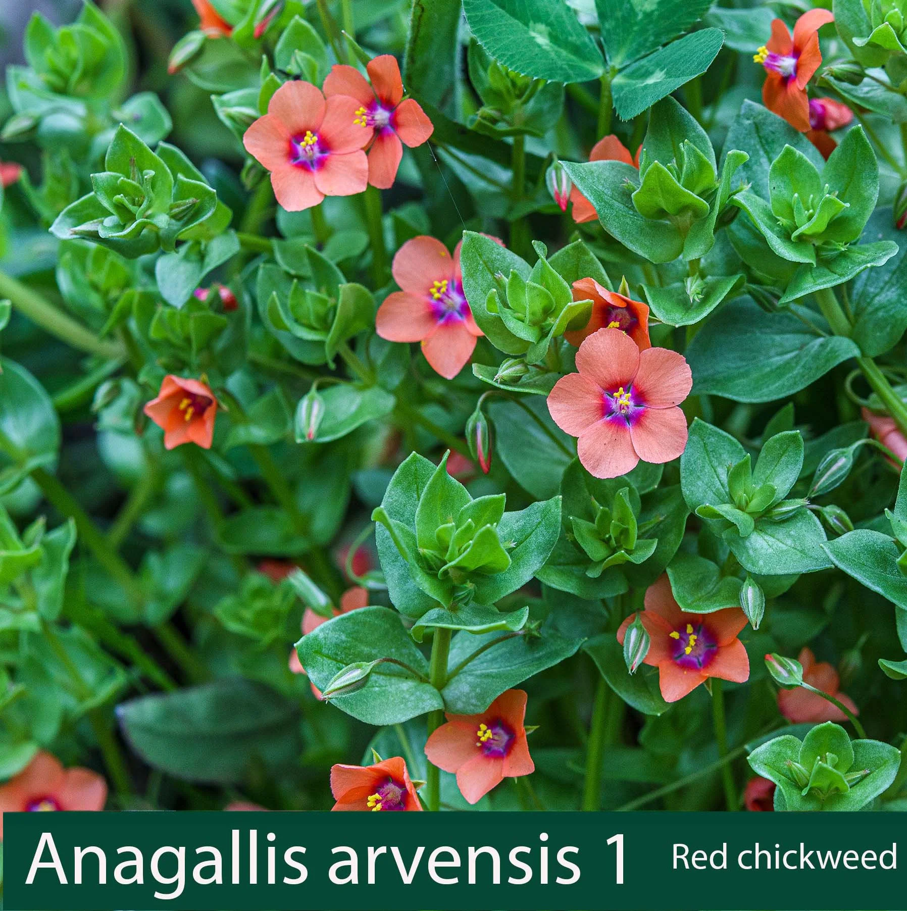 Anagallis arvensis 1 Red chickweed or scarlet pimpernel_.jpg