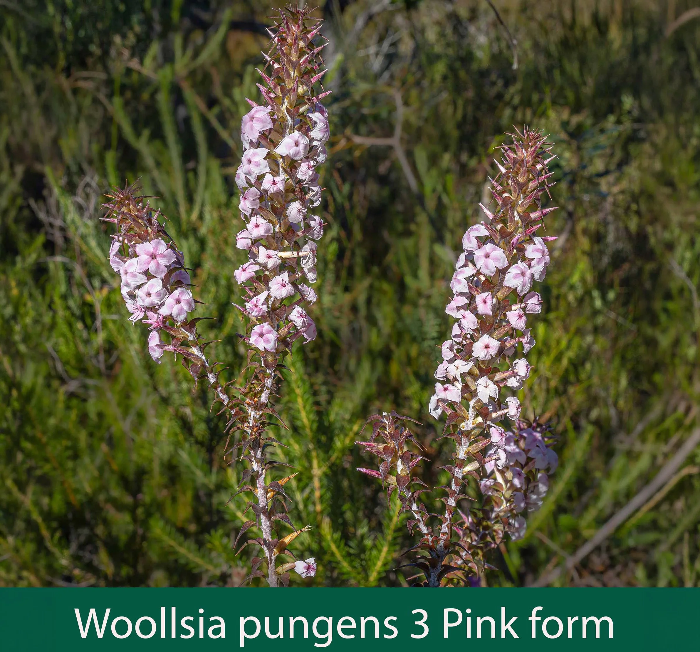 Woollsia pungens 3    pink_.jpg