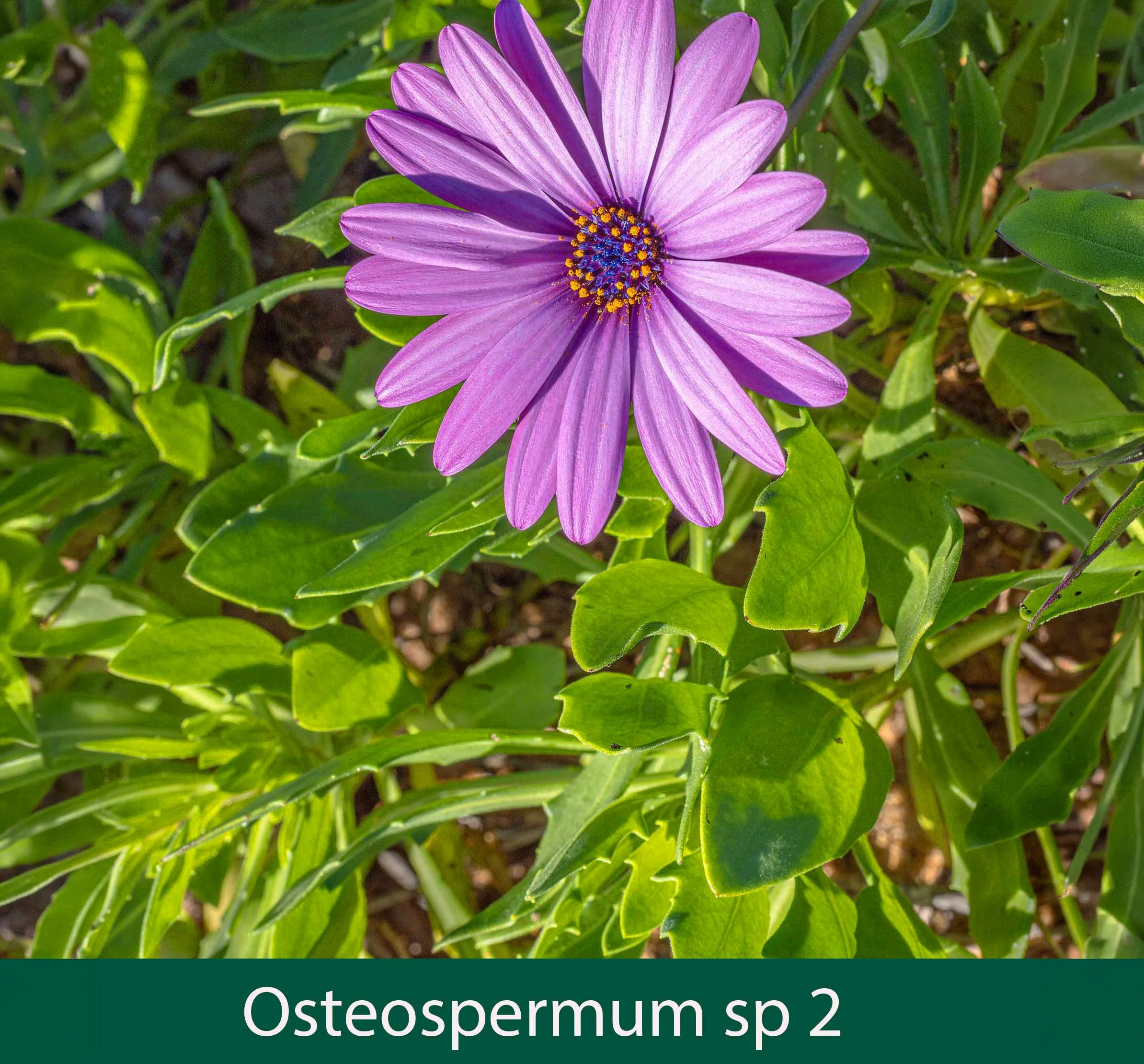 Osteospermum 2 African Daisy_.jpg