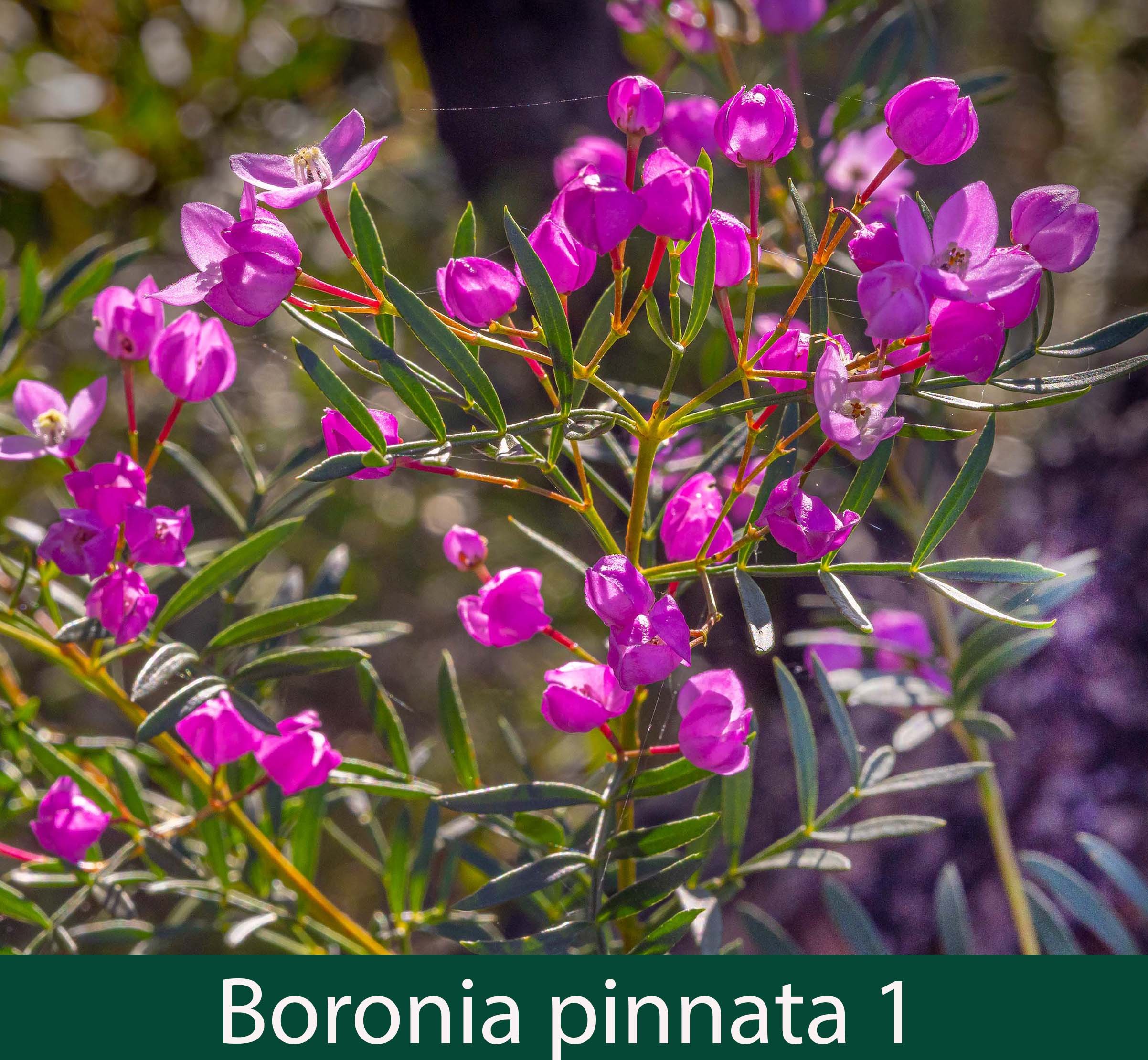 Boronia pinnata 1_.jpg