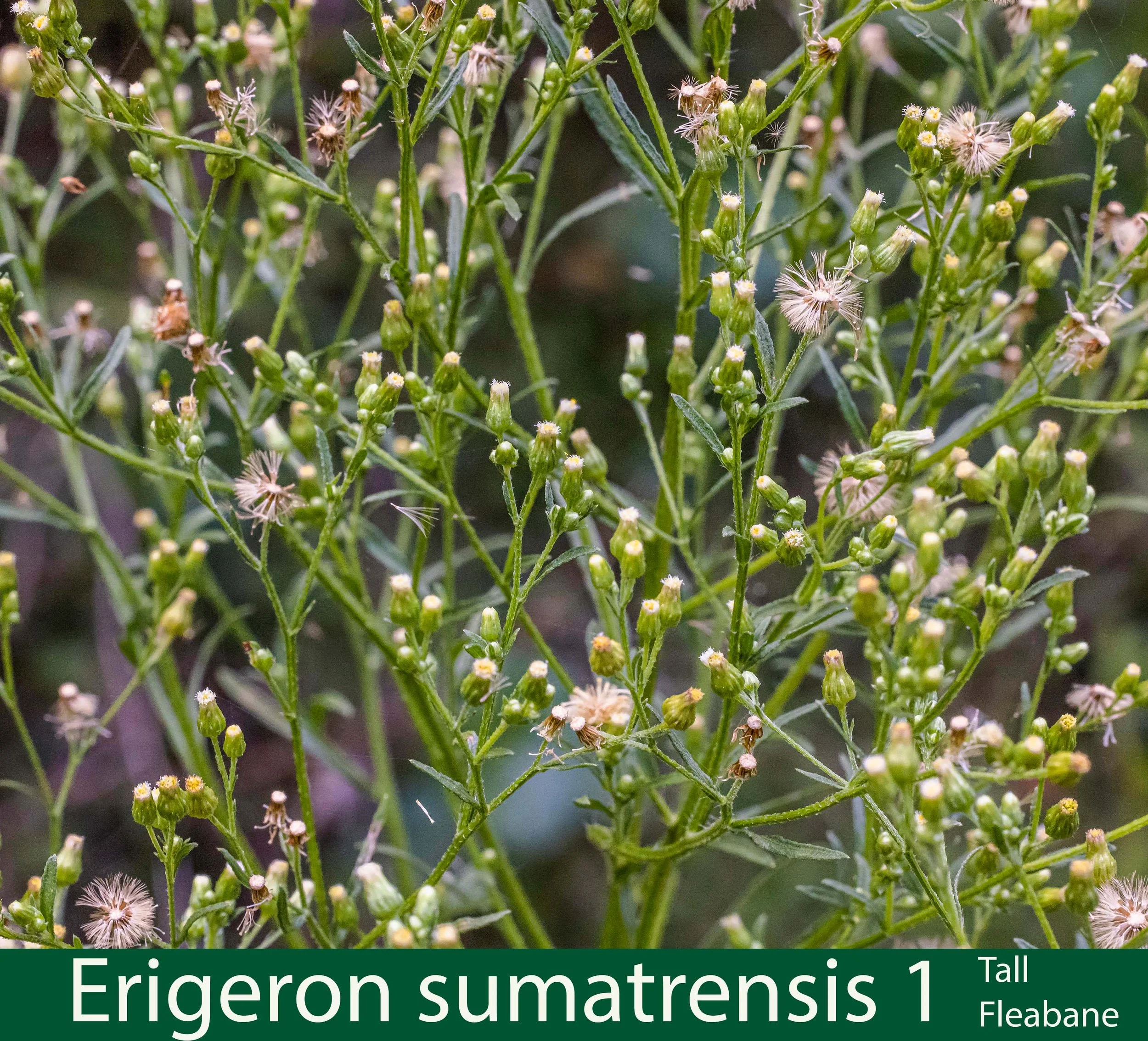 Erigeron sumatrensis 1 Tall fleabane.jpg