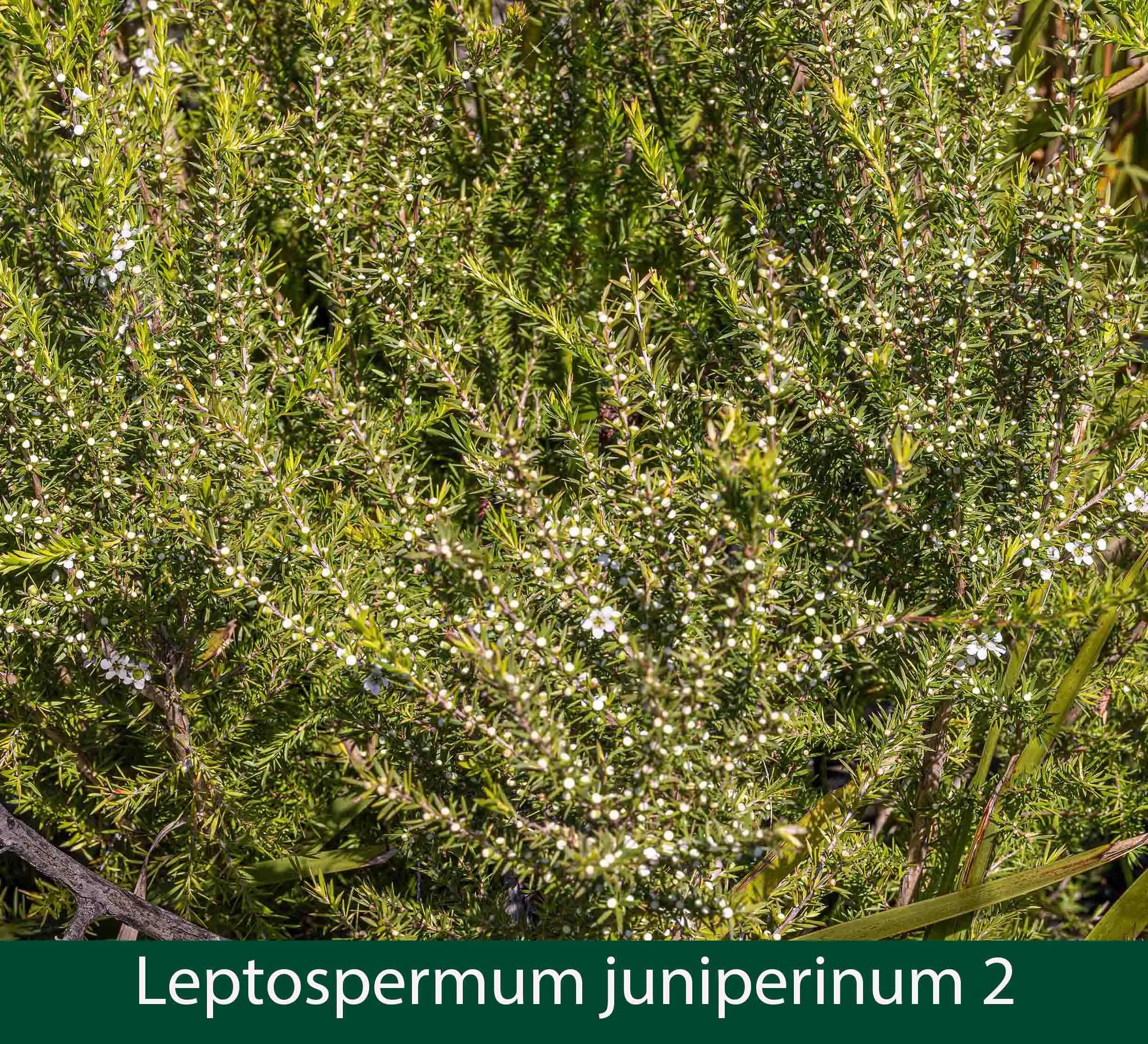 Leptospermum juniperinum 2_.jpg