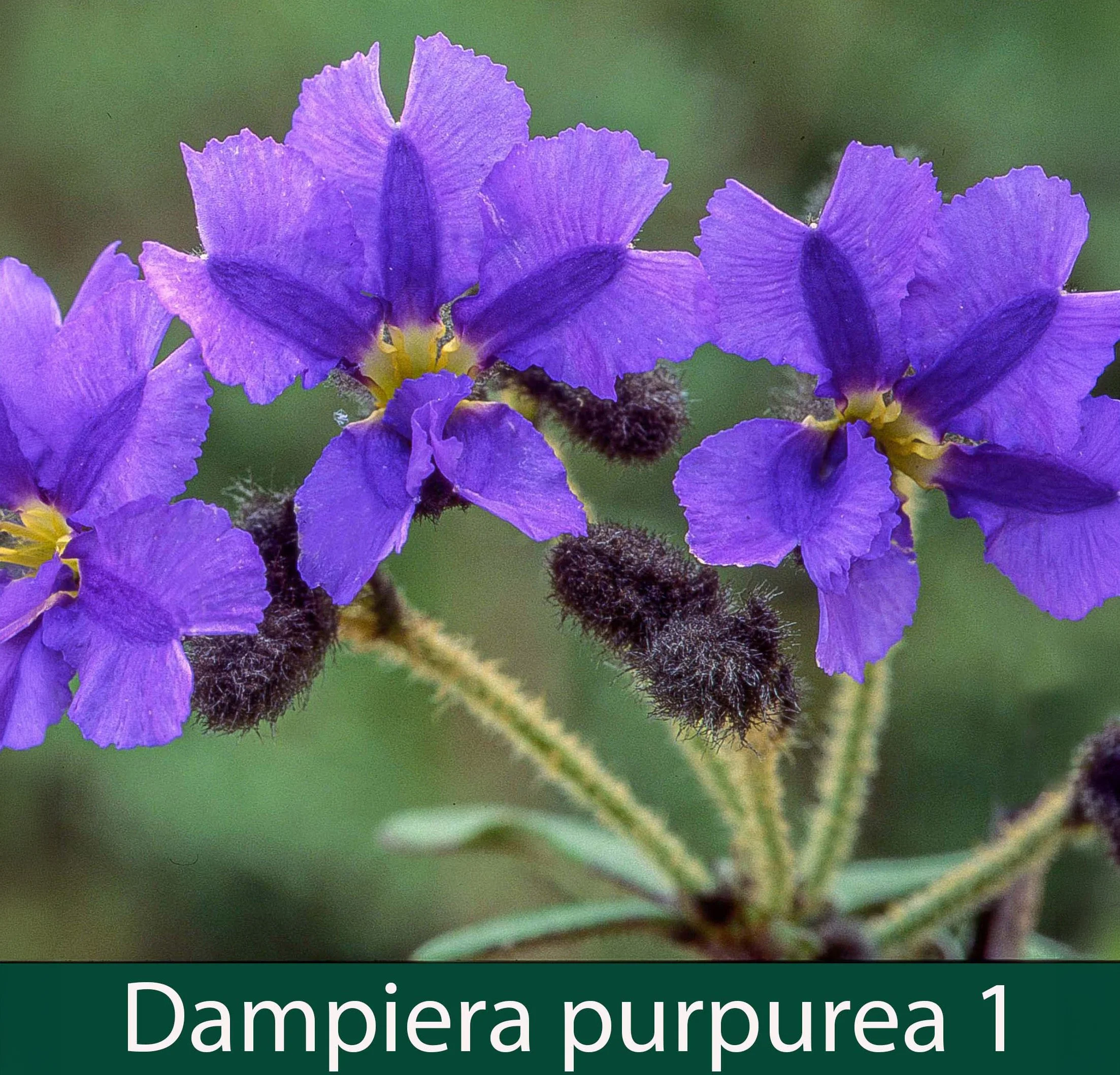 Dampiera purpurea  1_.jpg