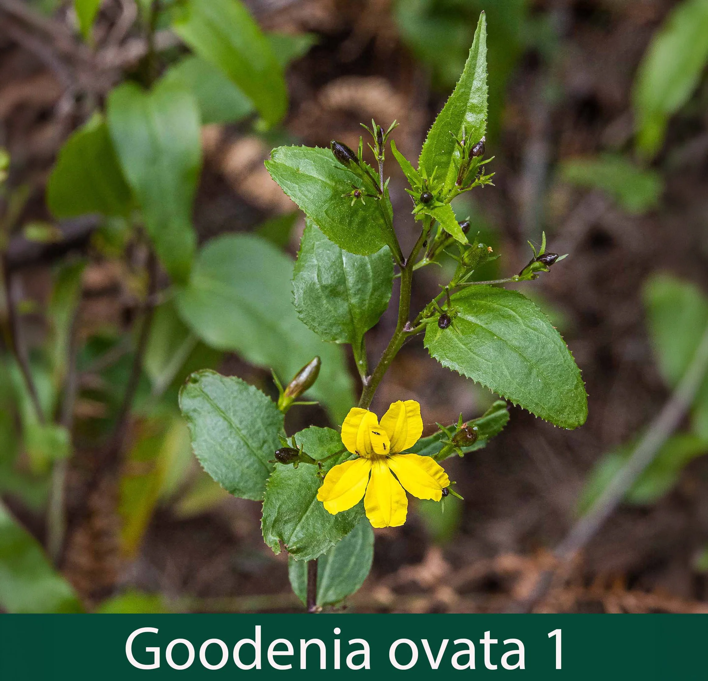 Goodenia ovata 1_.jpg