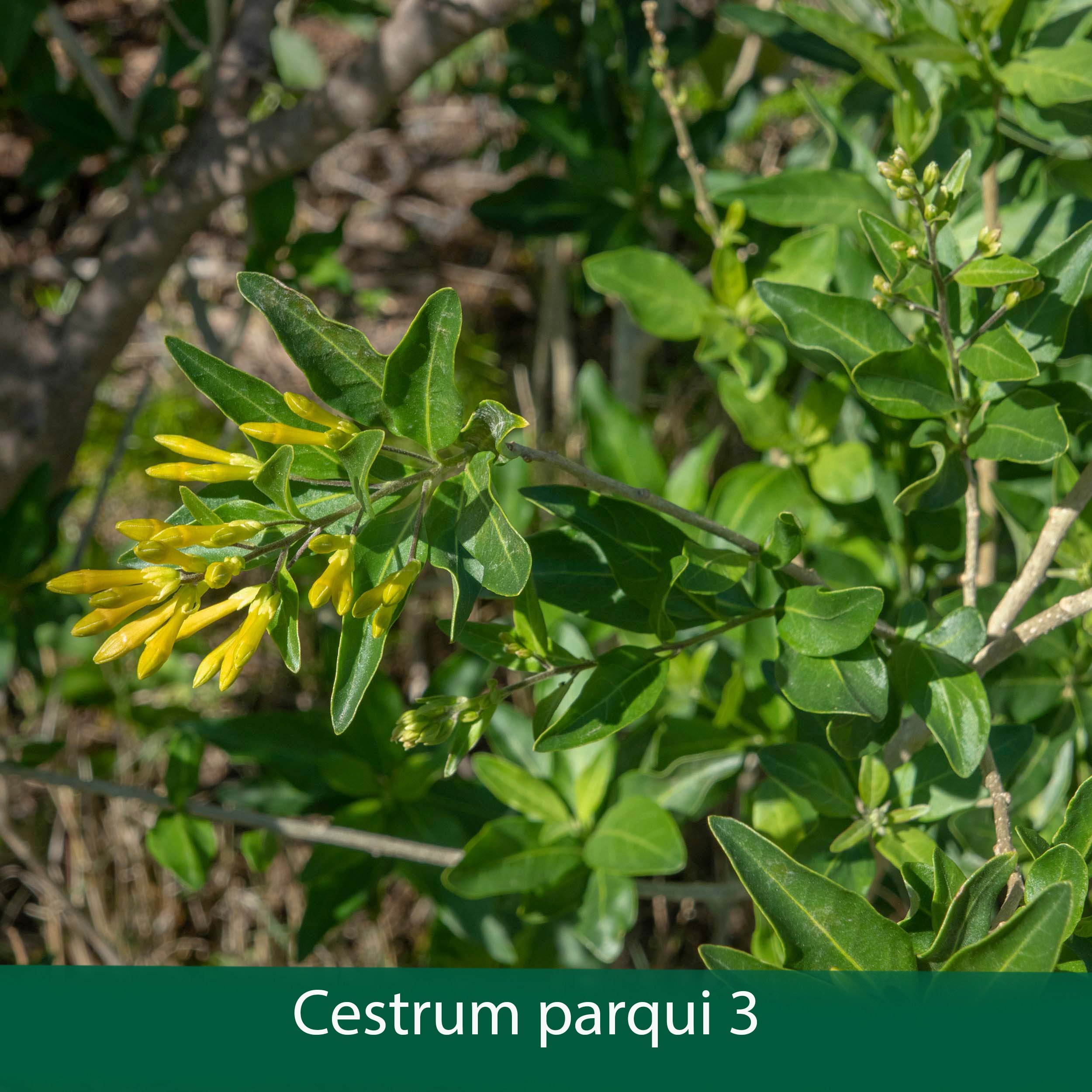 Cestrum parqui 3 .jpg