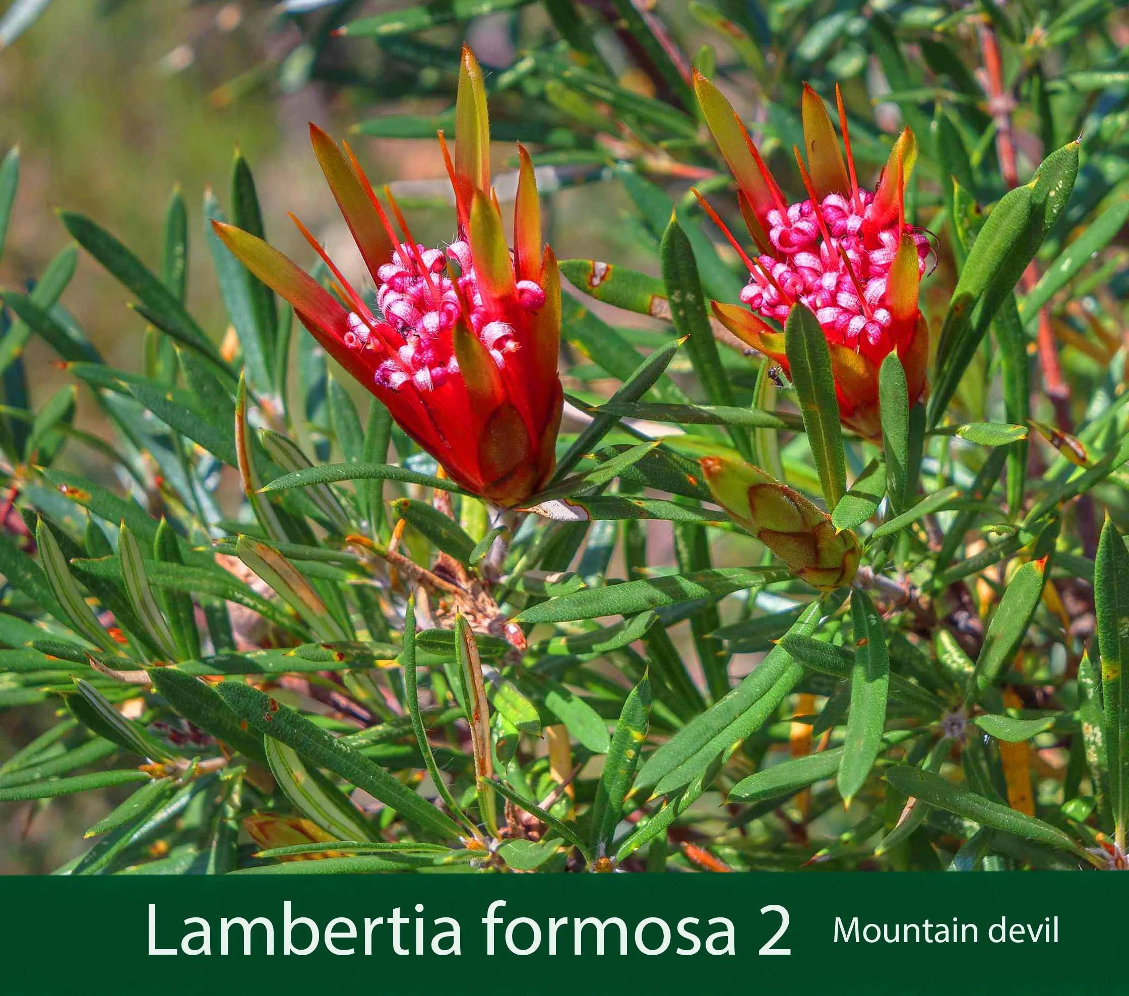 Lambertia formosa 2_.jpg
