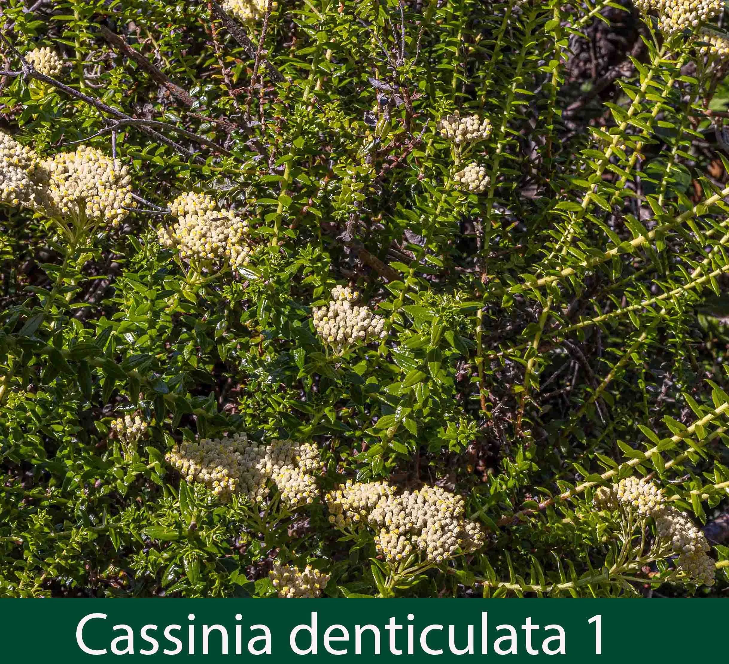 Cassinia denticulata 1_.jpg