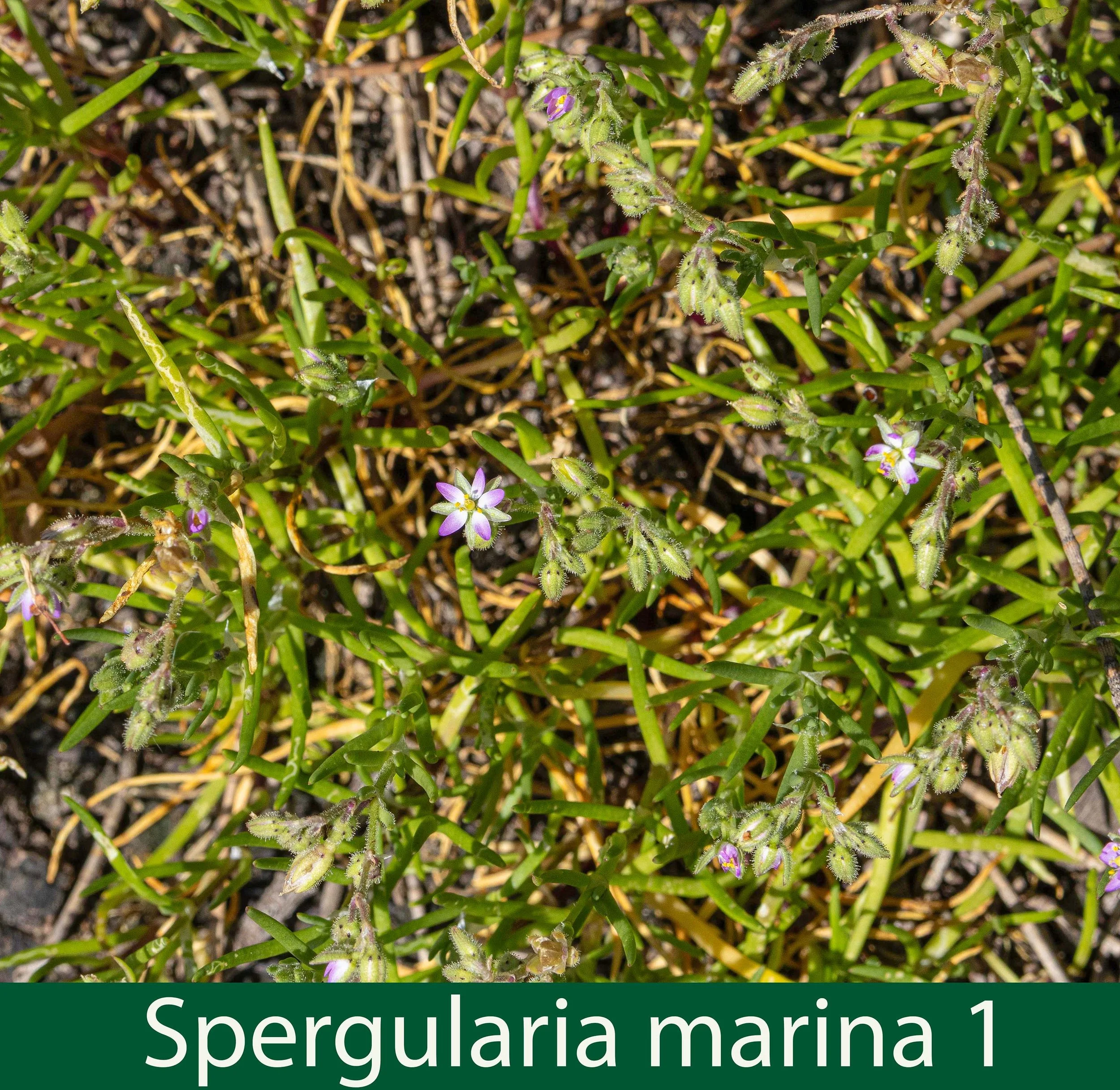 Spergularia marina 1-261A1475_.jpg