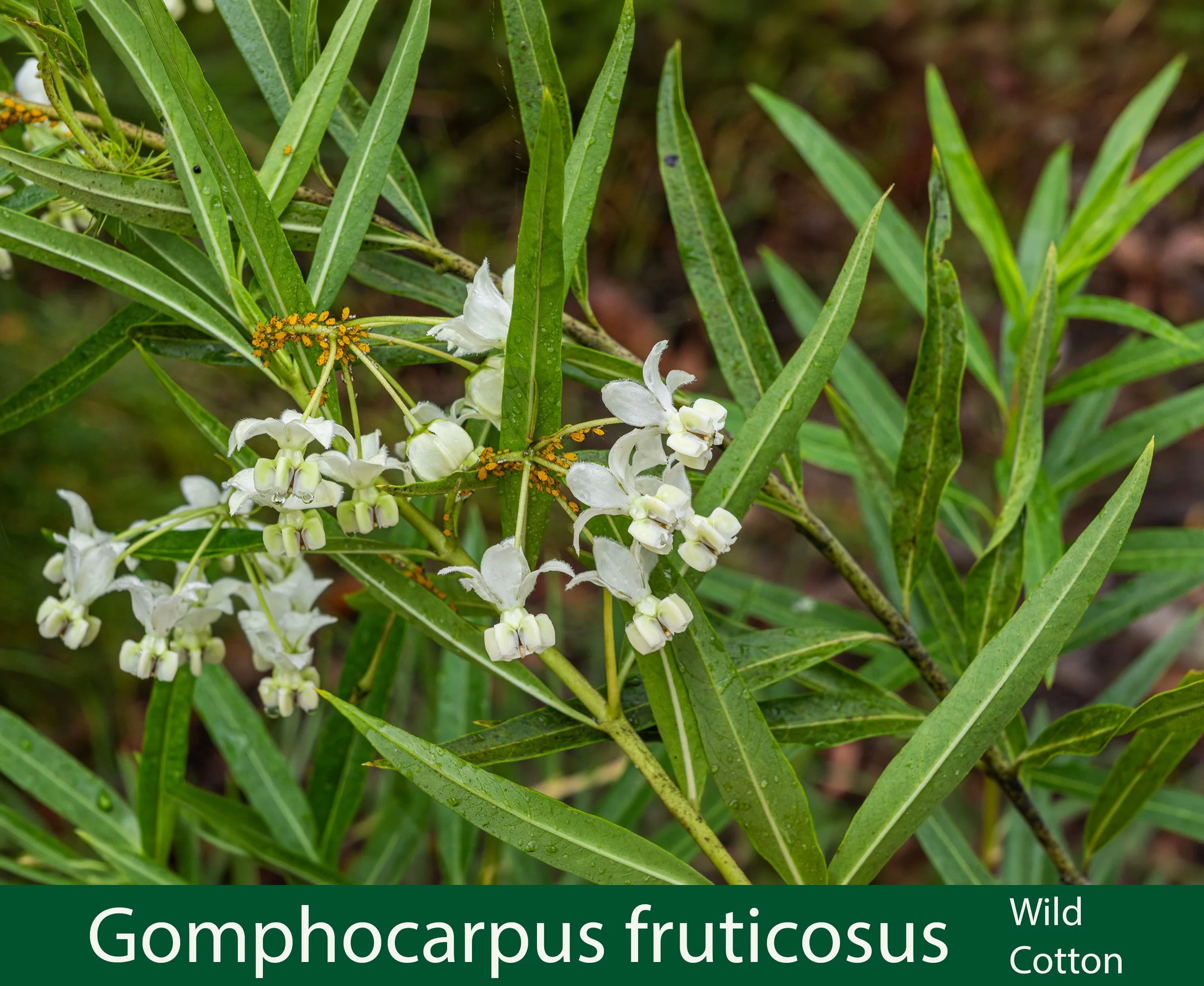Gomphocarpus fruticosus-a- Wild Cotton-261A4604 .jpg