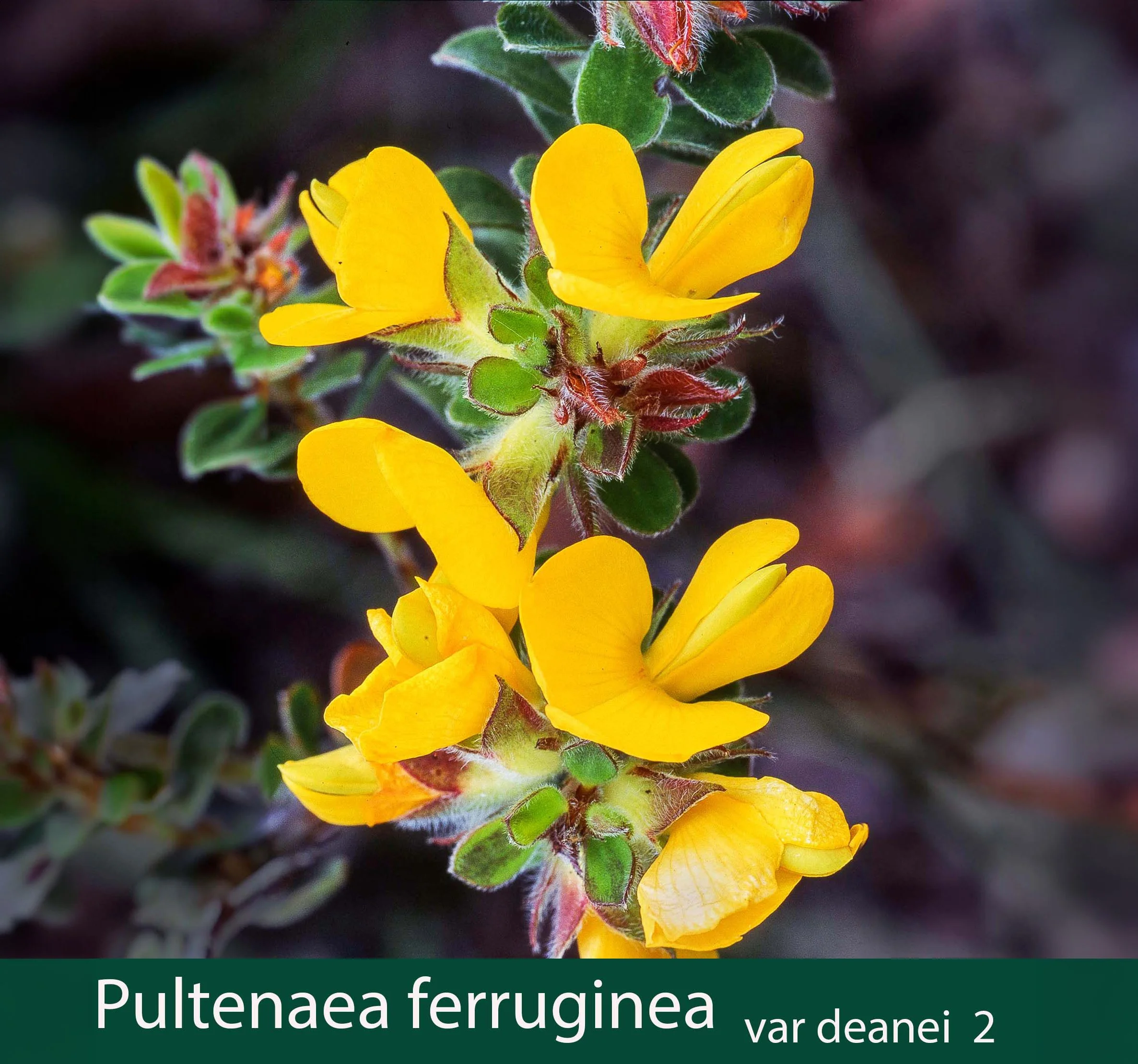 Pultenaea ferruginea var deanei 1  Bush Pea.jpg