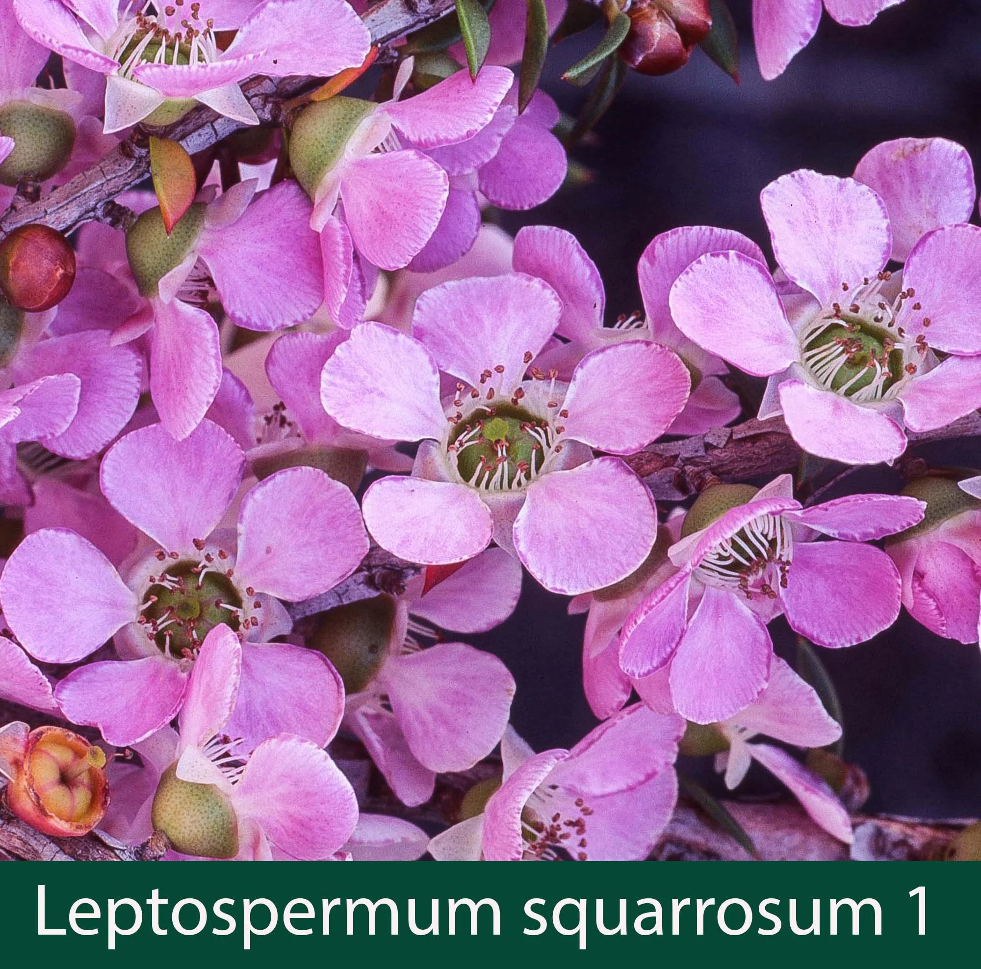 Leptospermum squarrosum 1_.jpg