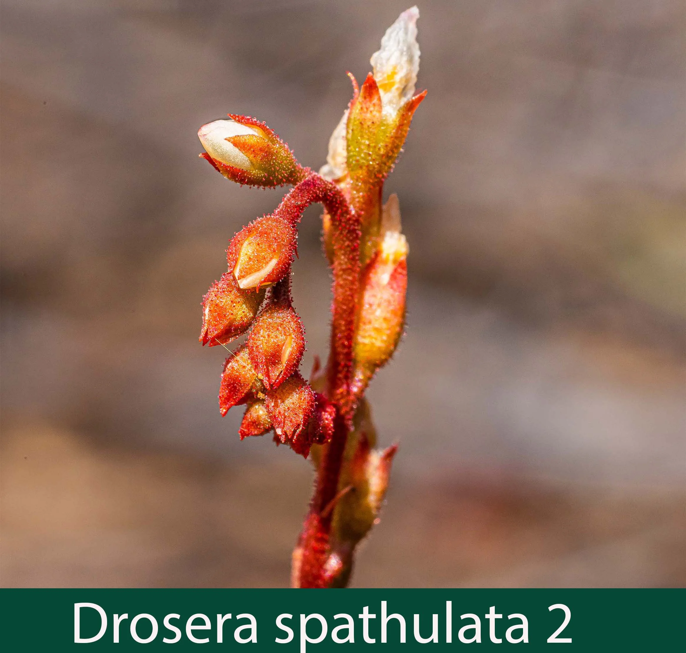 Drosera spathulata  2    Common Sun Dew.jpg