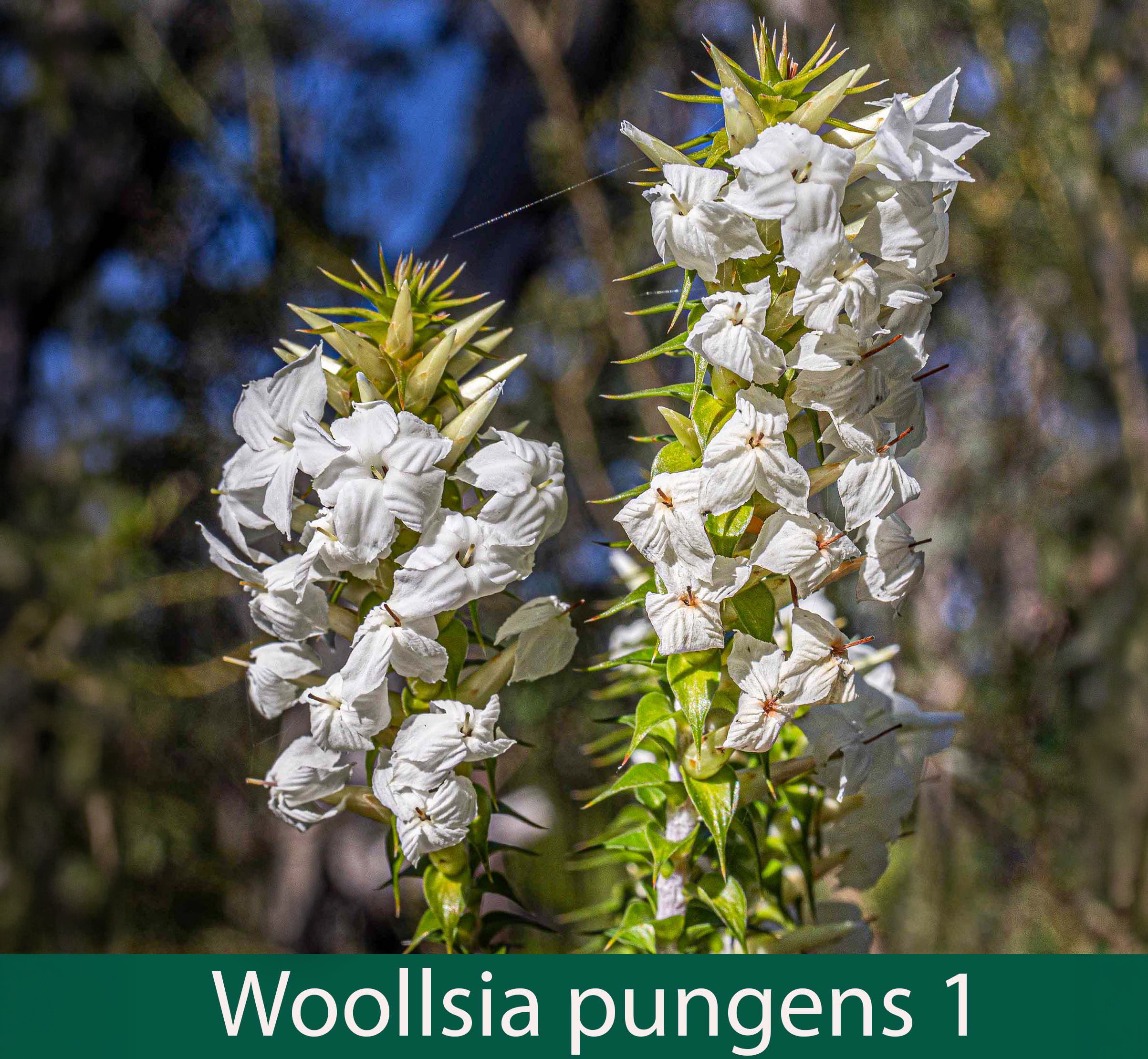 Woollsia pungens 1_.jpg