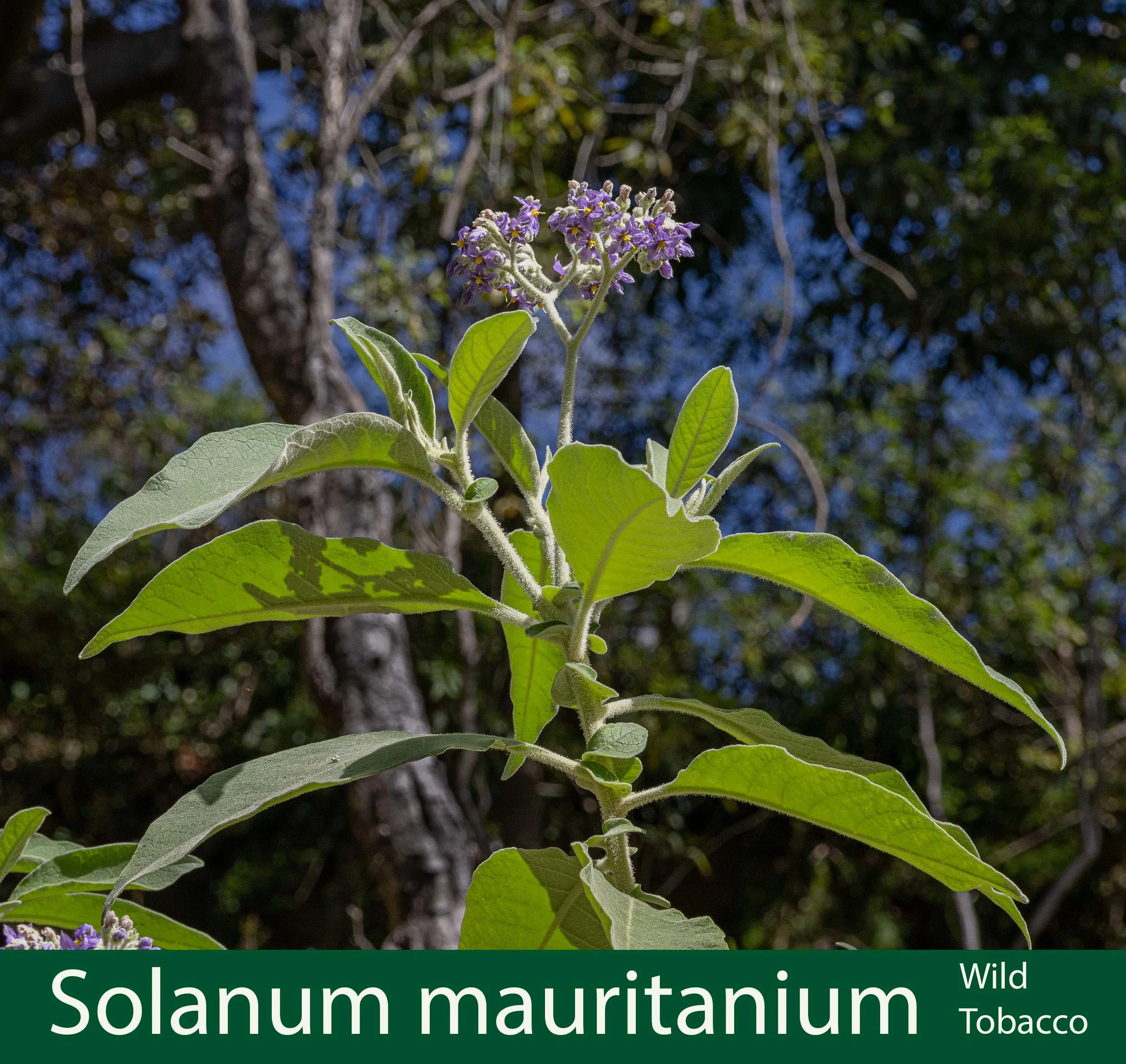 Solanum mauritanium-a-Wild tobacco--261A0573 copy.jpg