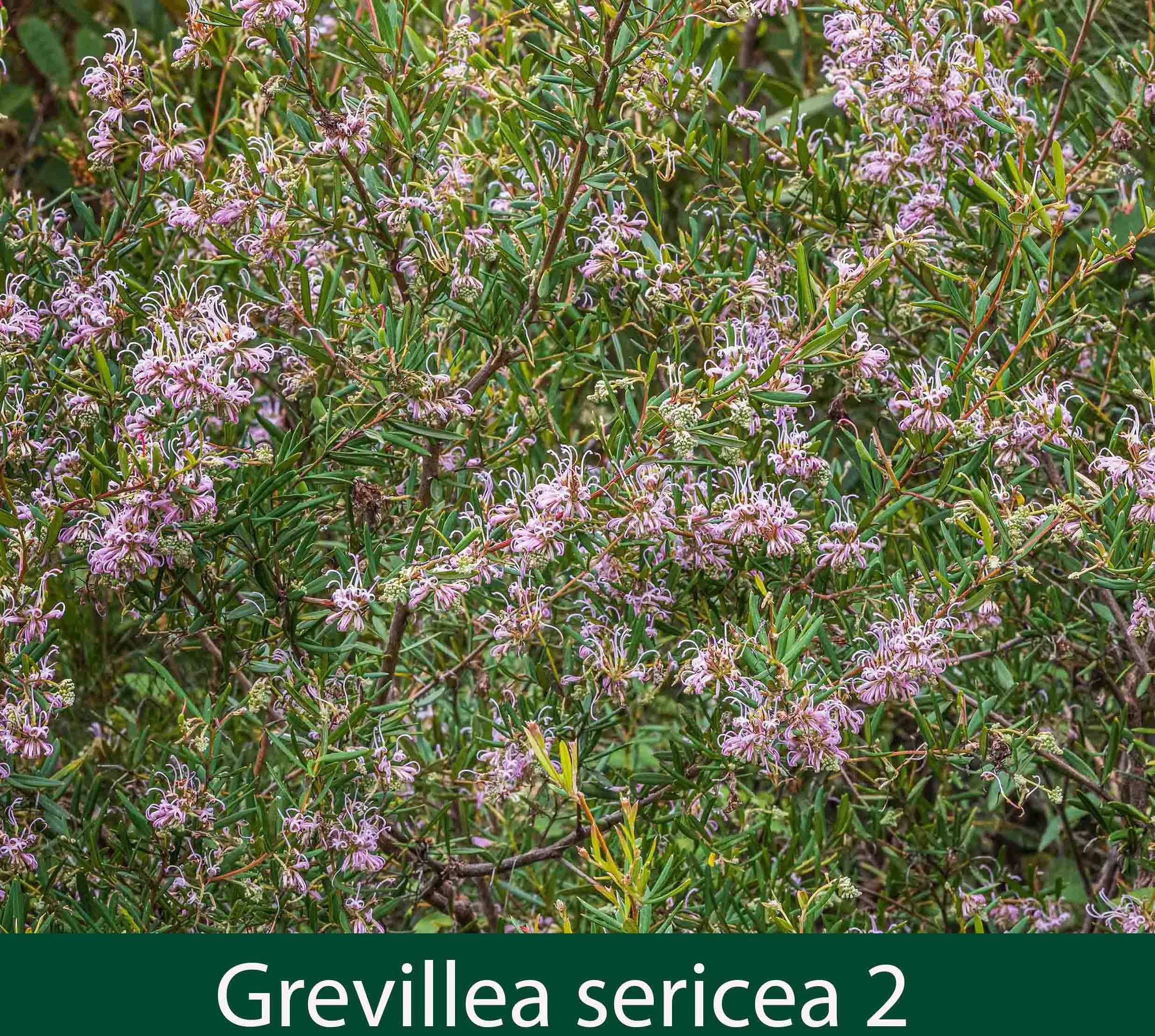 Grevillea sericea 2  mauve fprm_.jpg
