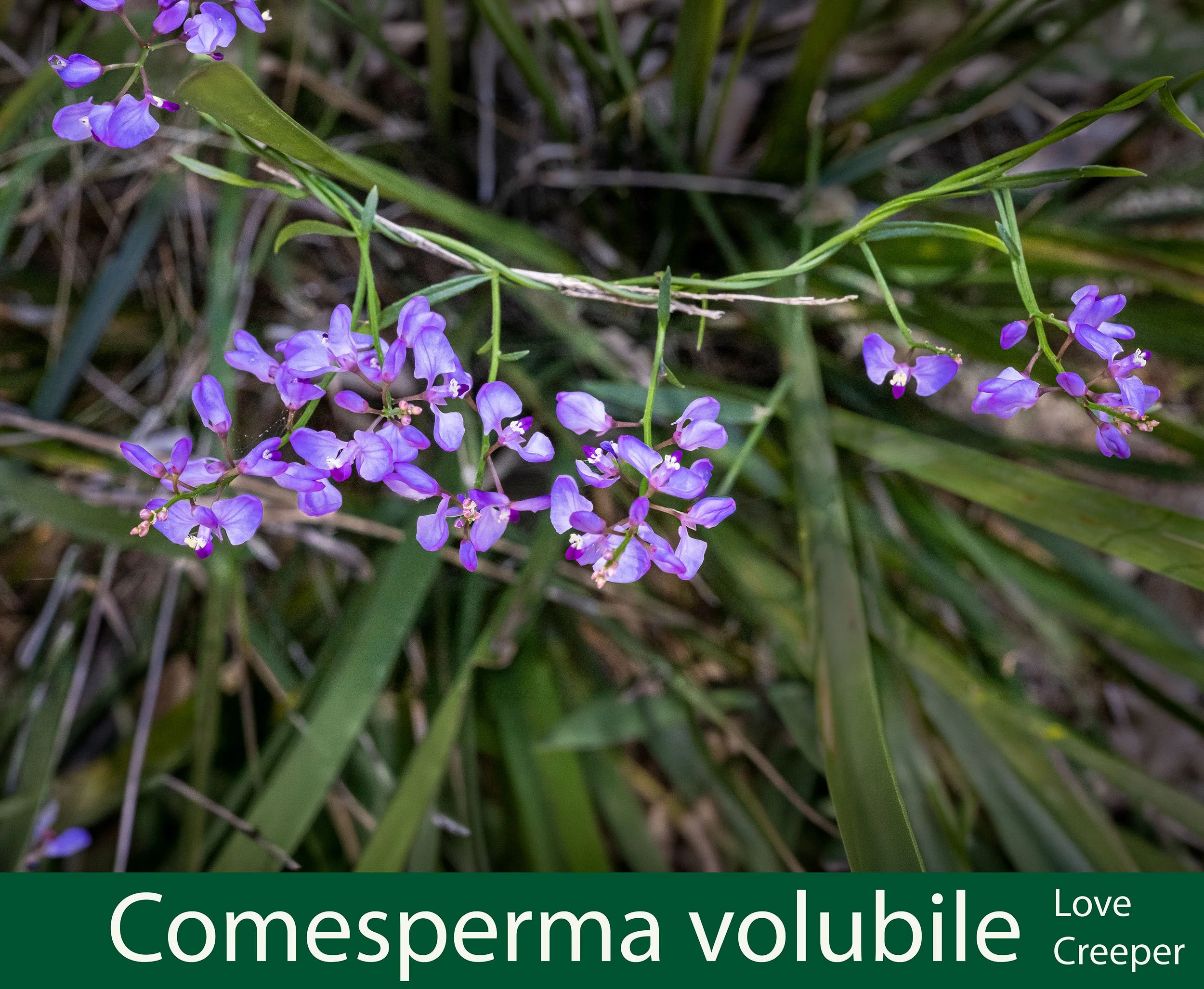 Comesperma volubile  Love Creeper-E9A6560 -2.jpg