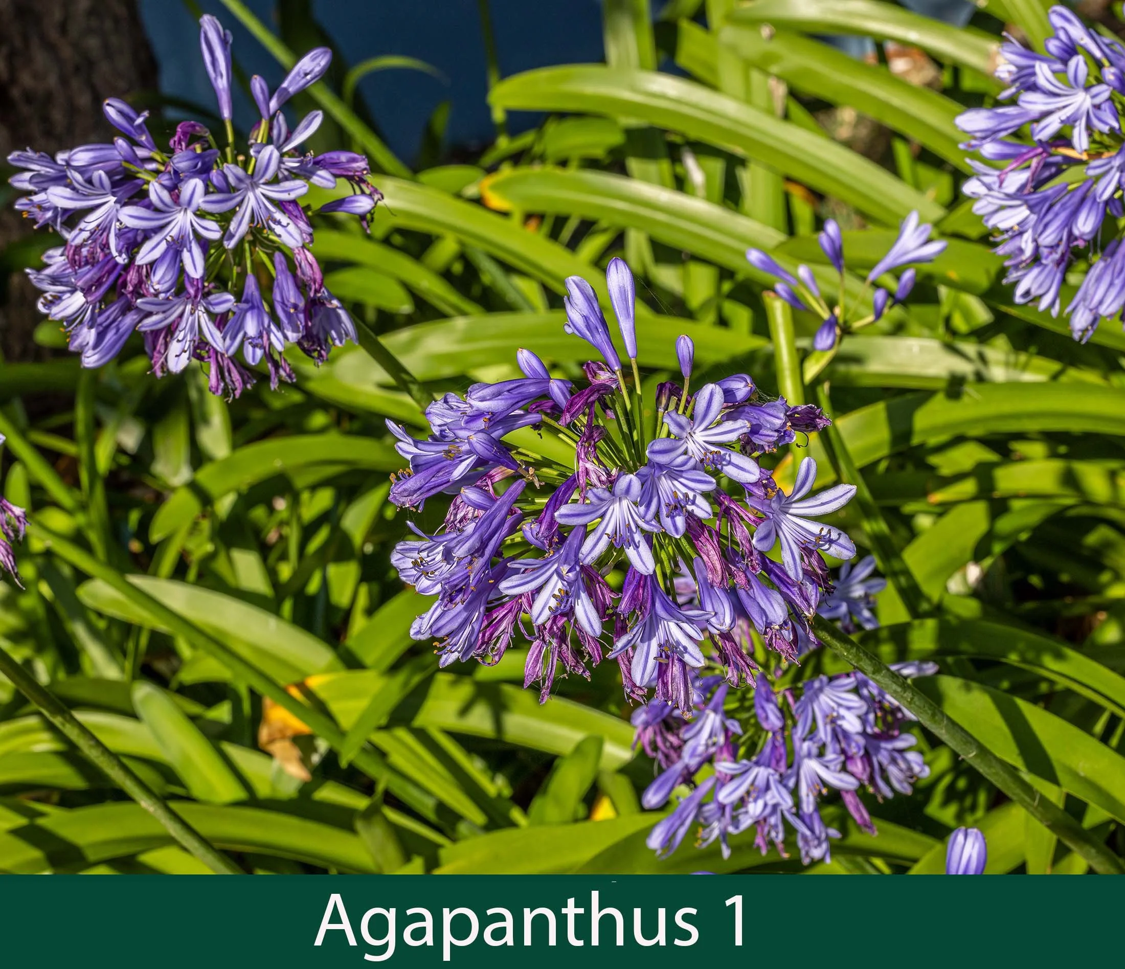 Agapanthus 1.jpg