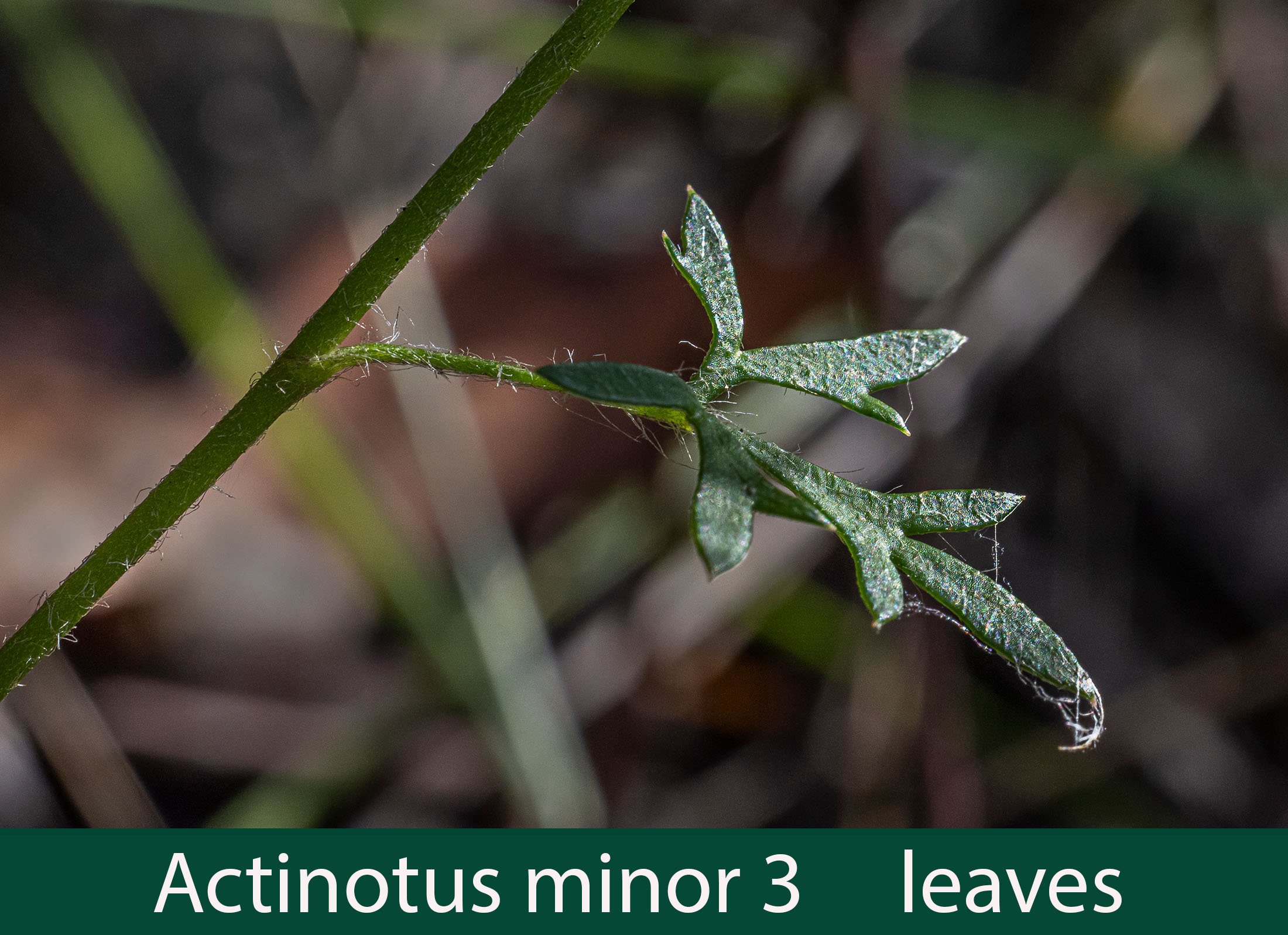 Actinotus minor 3 leaves_.jpg