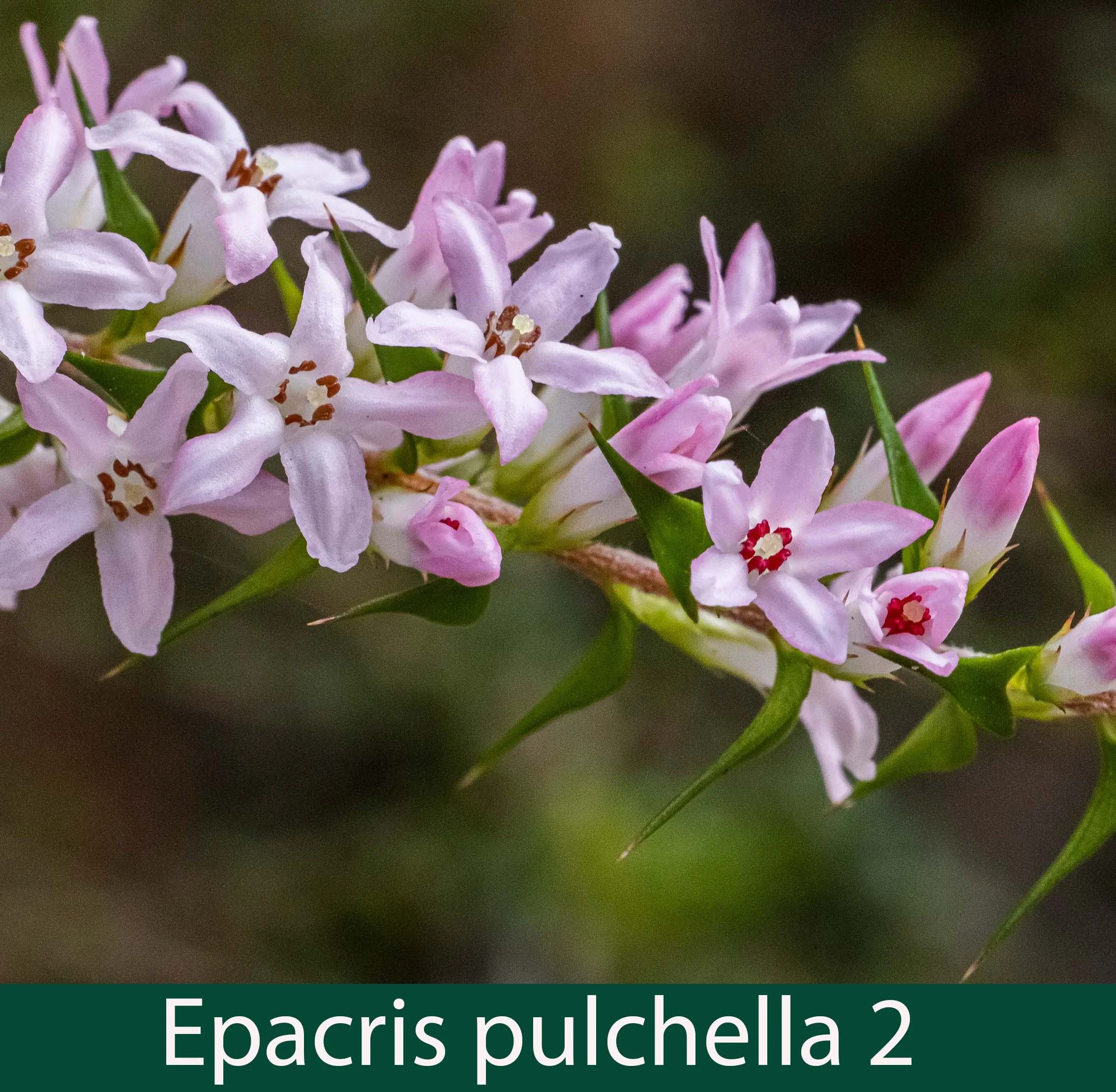 Epacris pulchella 2_.jpg