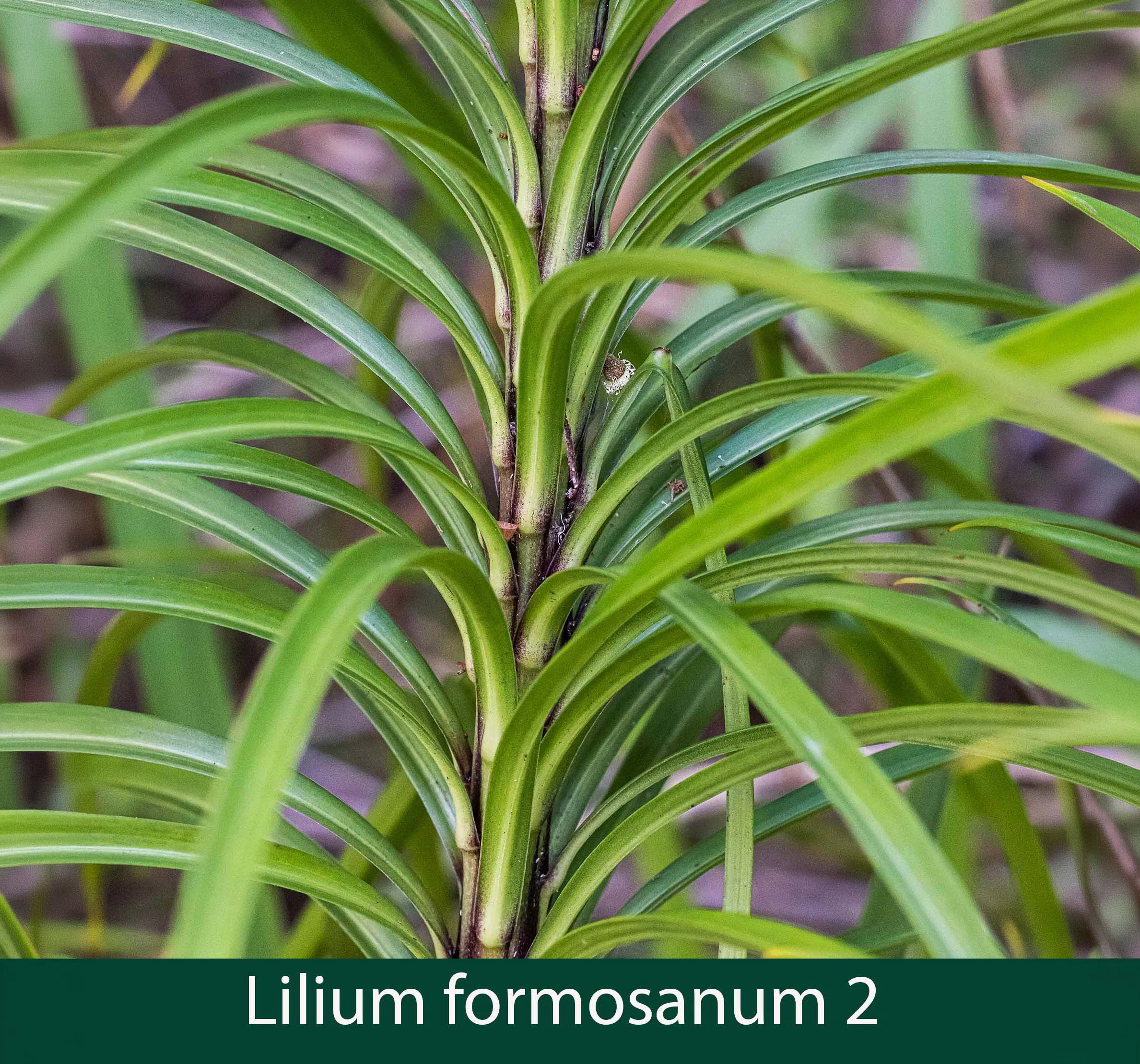 Lilium formosanum 2_.jpg