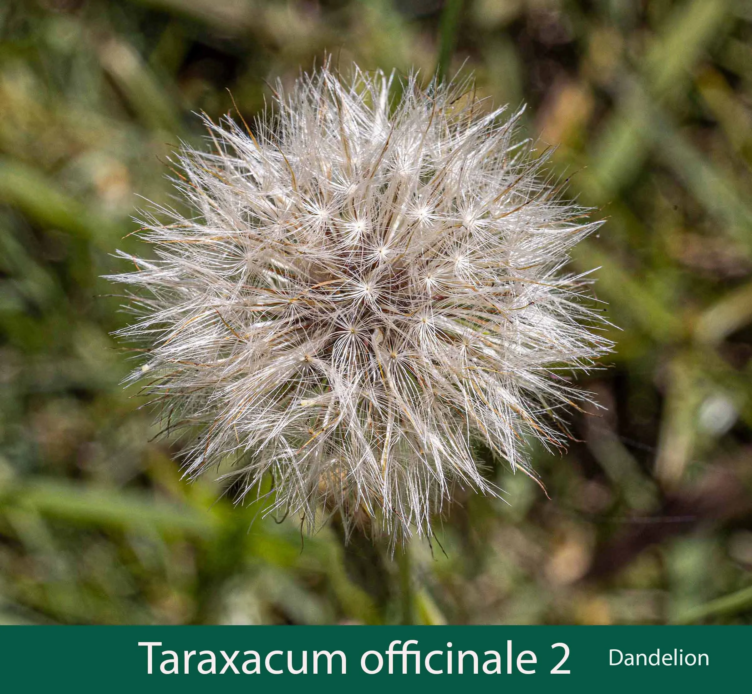 Taraxacum officinale 2   Dandelion.jpg