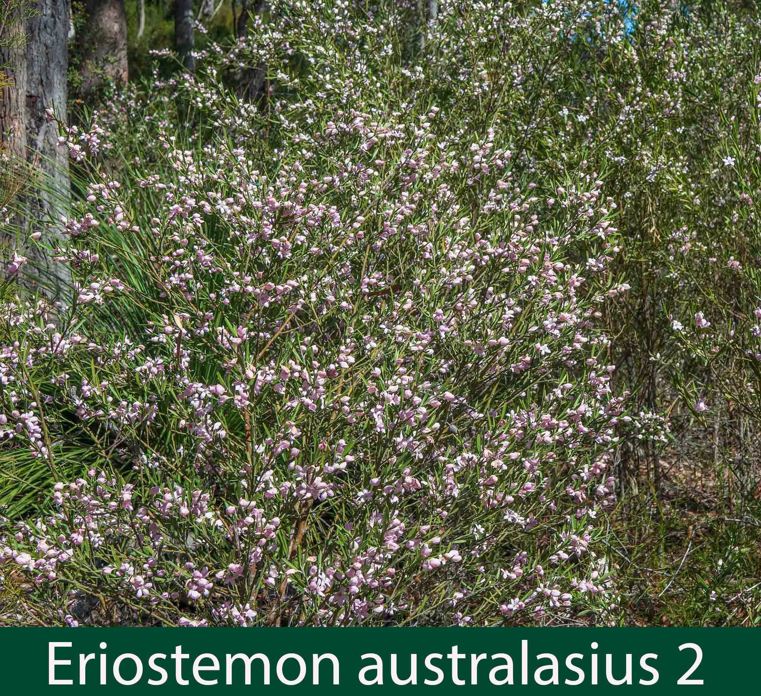 Eriostemon australasius 2_.jpg